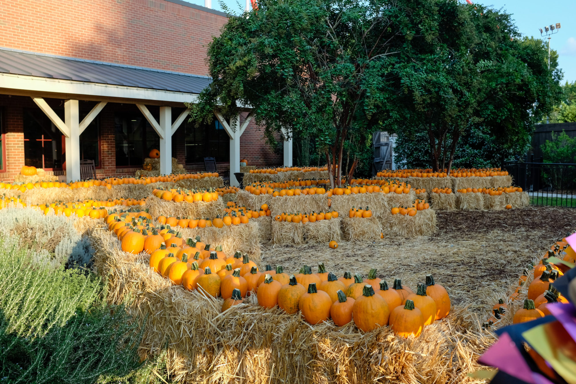 A pumpkin patch at Carowinds