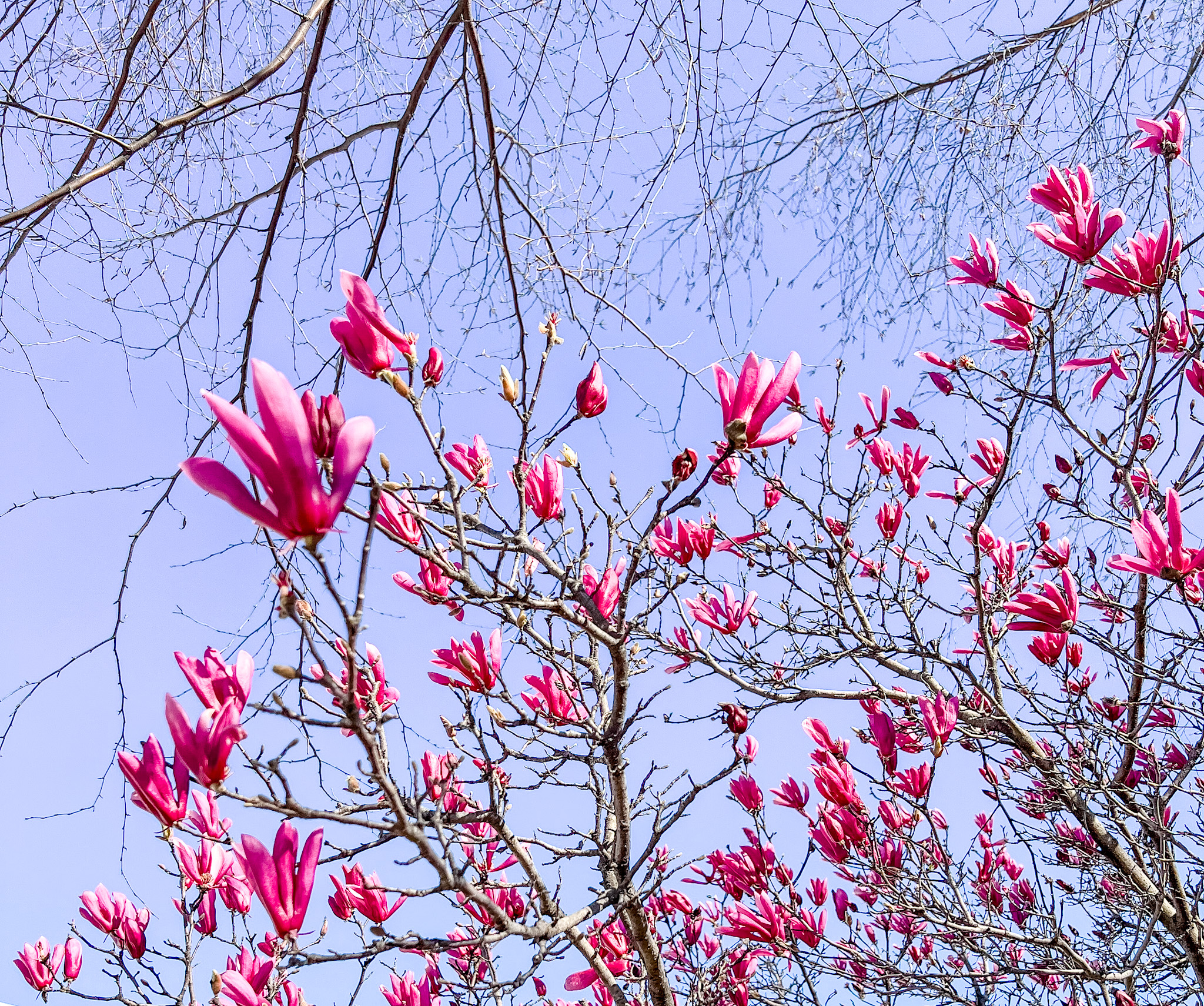 A flowering pink magnolia tree