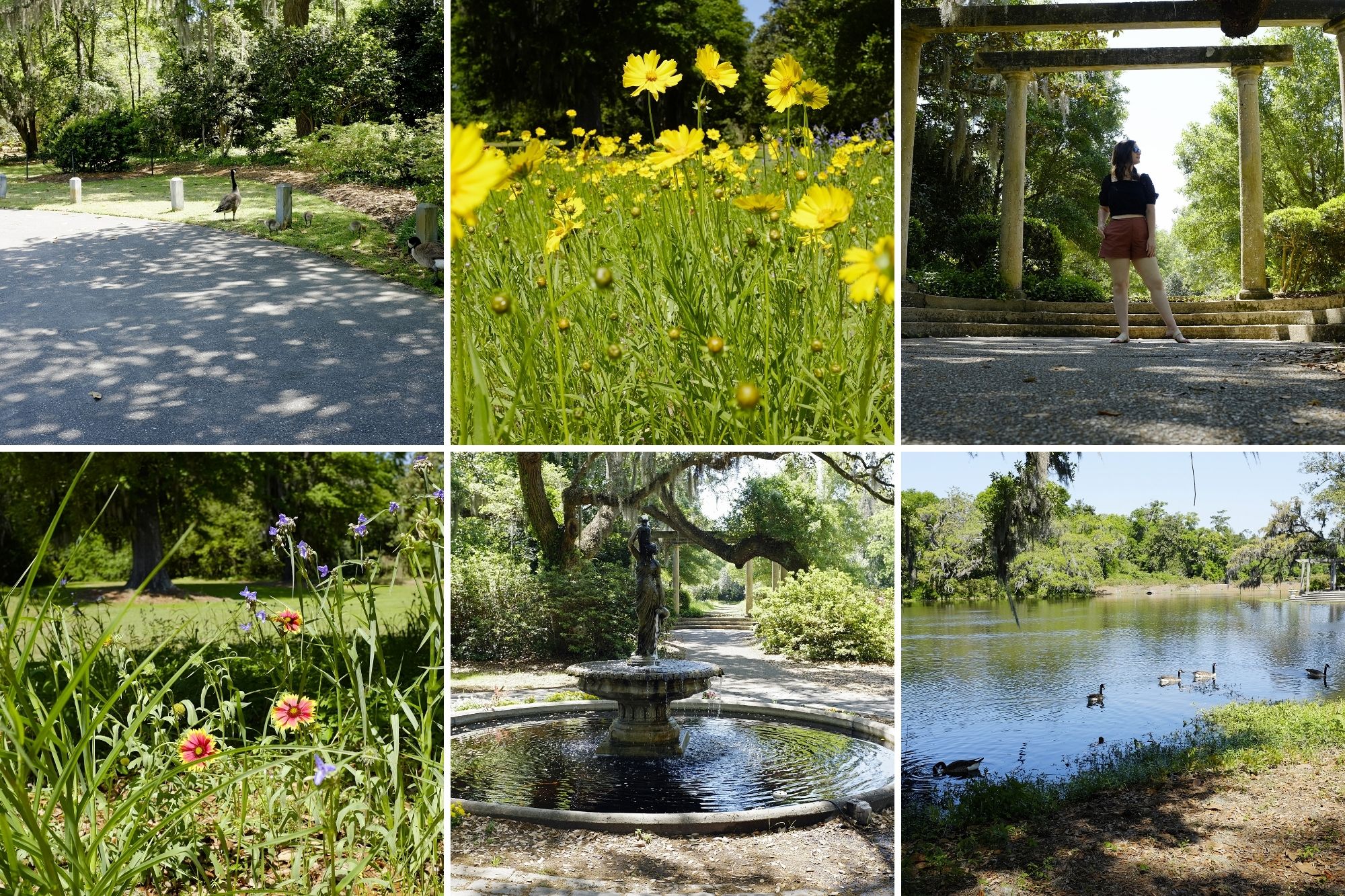 Collage of wildlife and grounds at Airlie Gardens