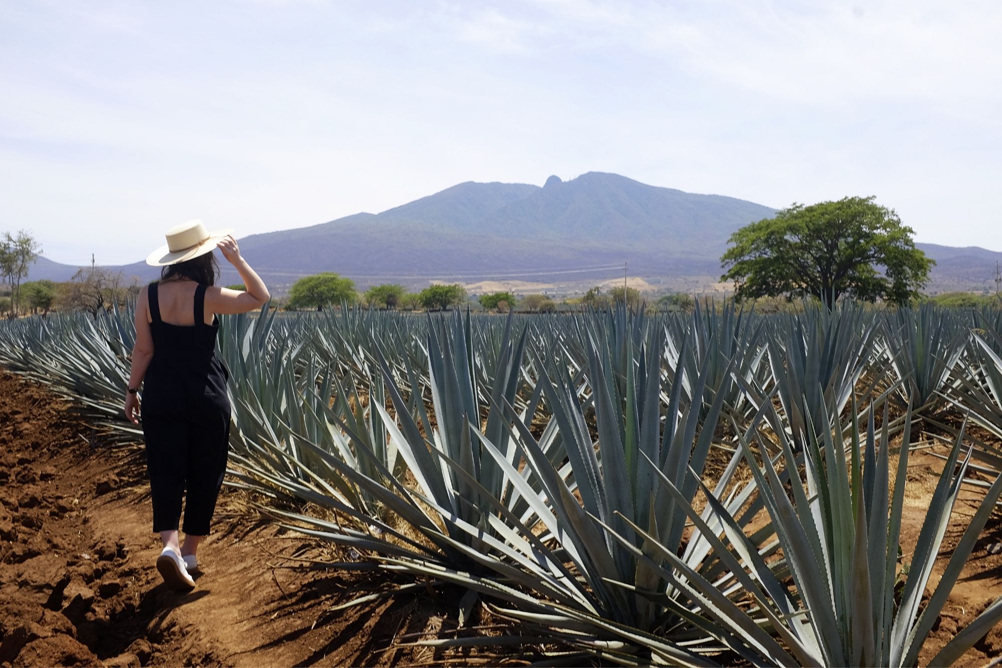 Alyssa stands in an agave field wearing a large hat