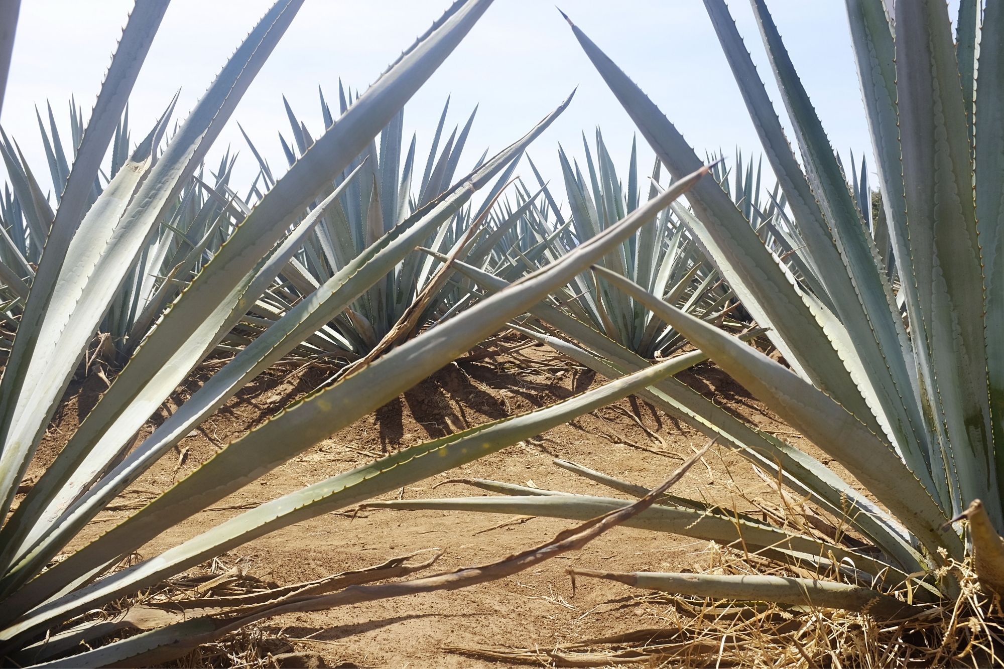 Agave plants in a field