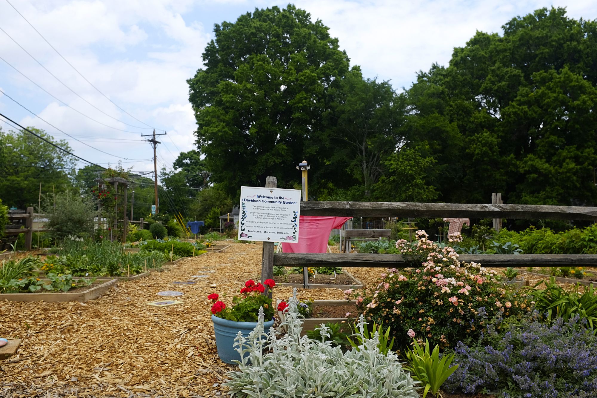 Community garden of Davidson