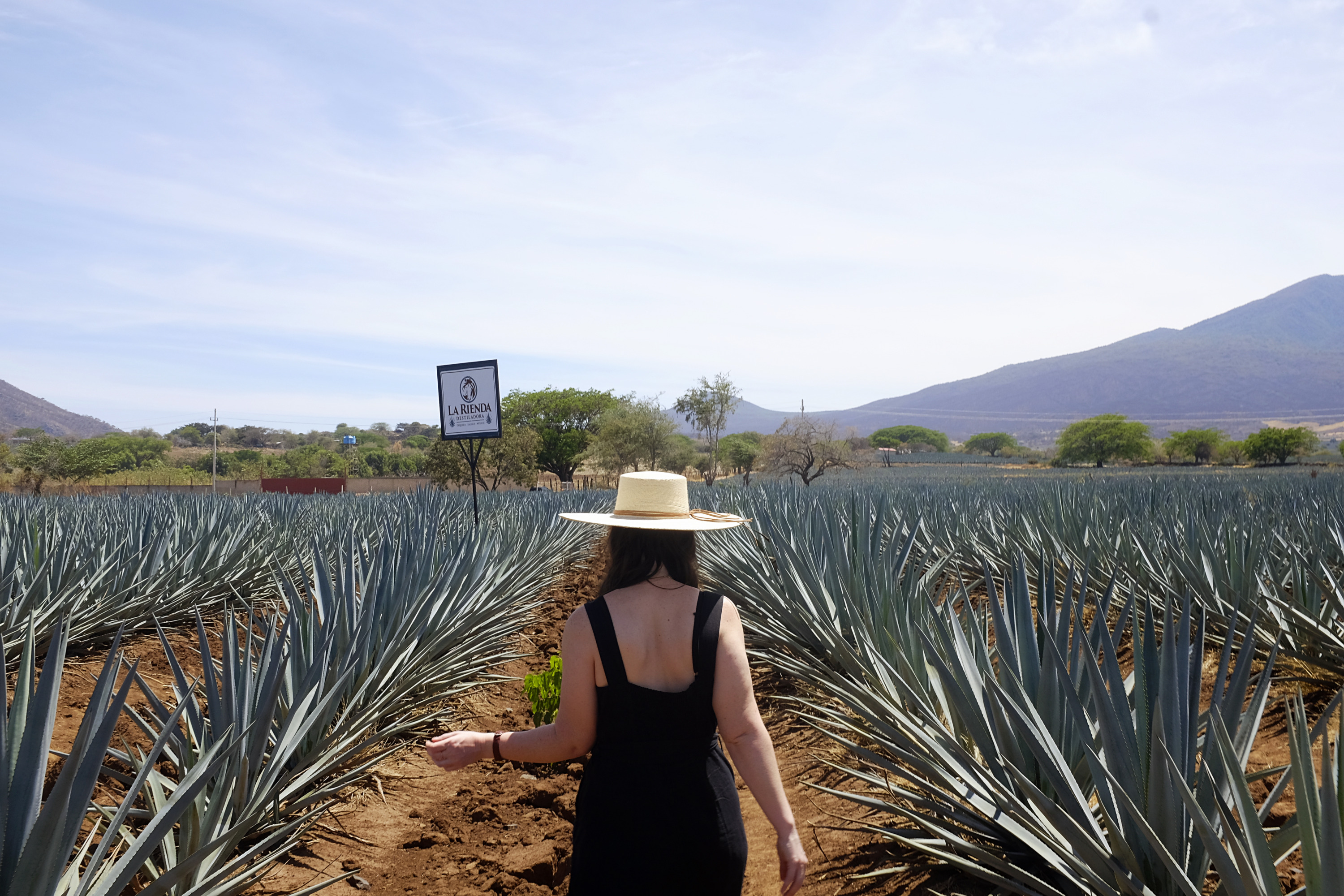 Alyssa walks through a field of agave in Tequila