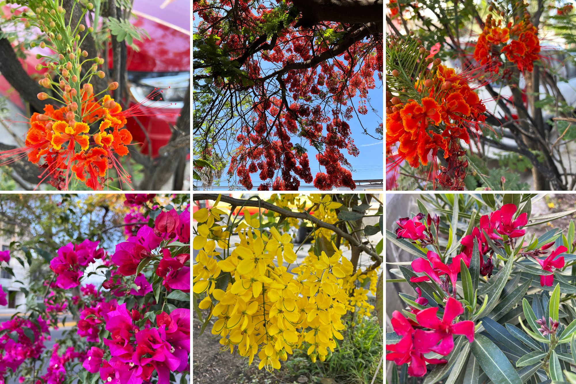 Flowers from around Guadalajara