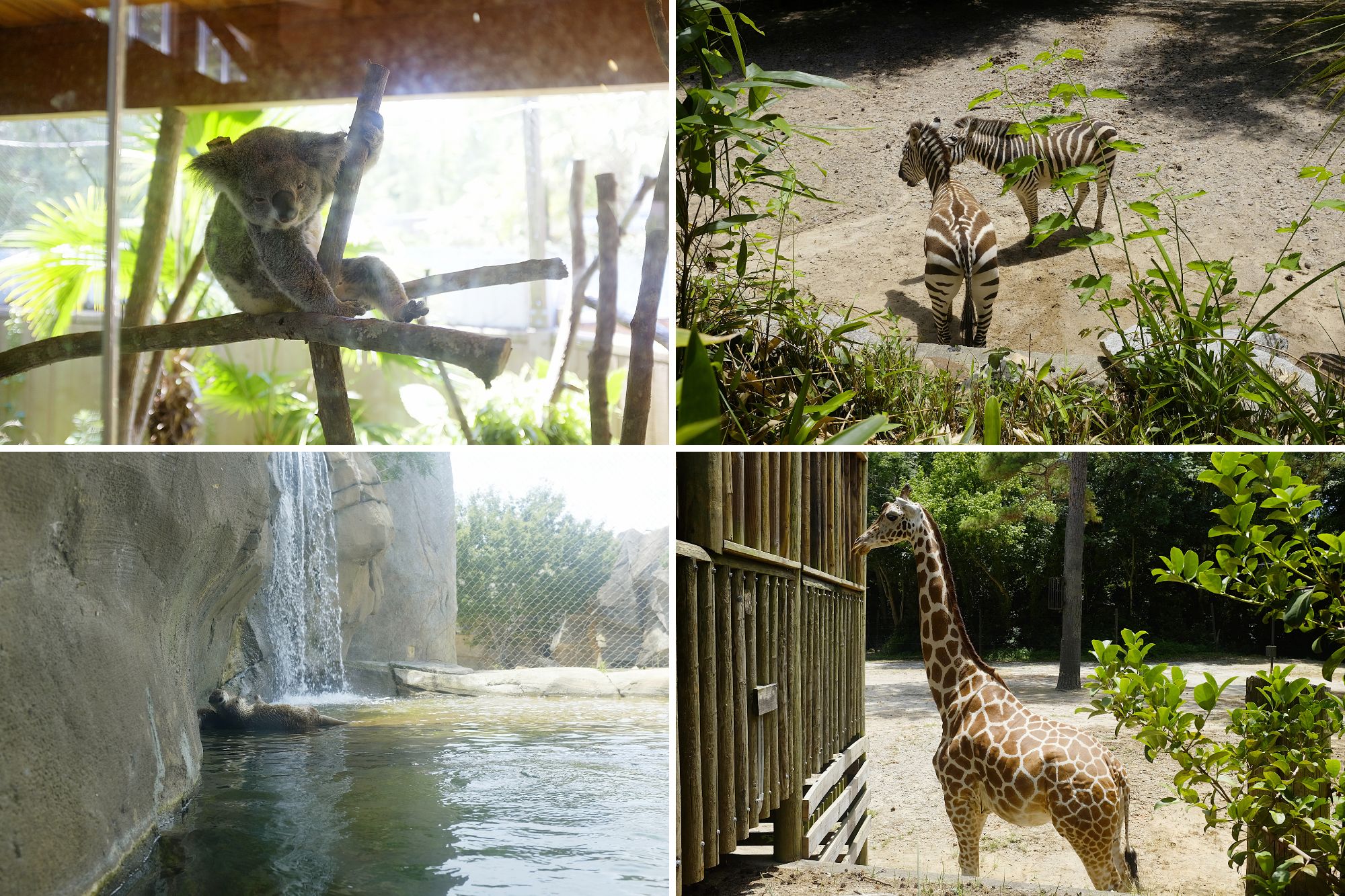 Koala, Zebras, Giraffe, and Otters at the Zoo