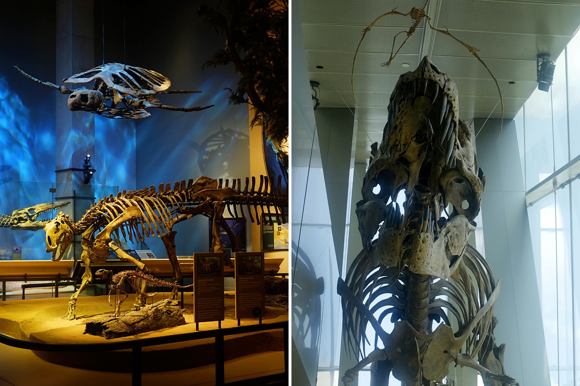 Dinosaur bones at the Perot Museum