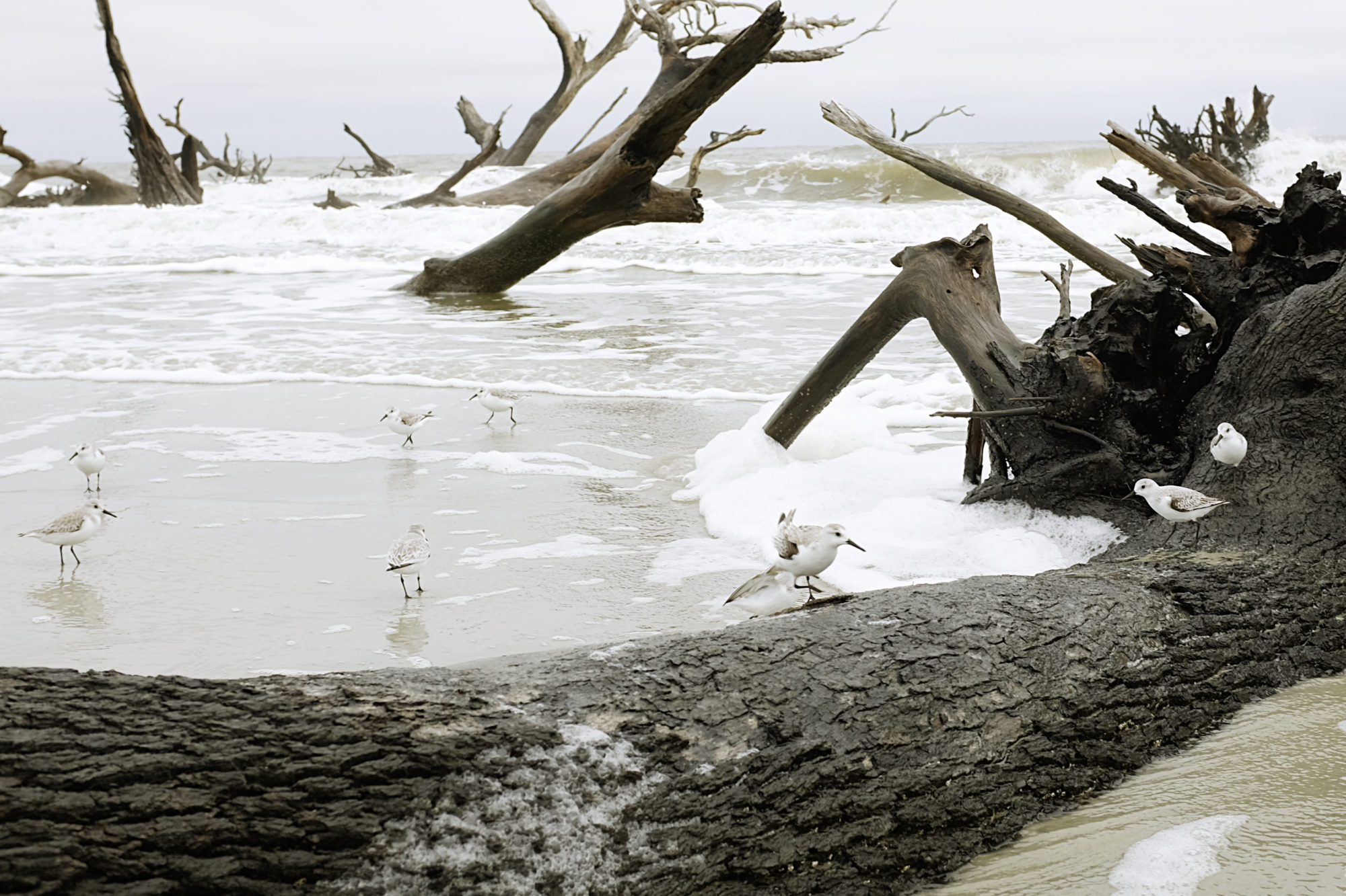 Birds on the beach at Hunting Island State Park