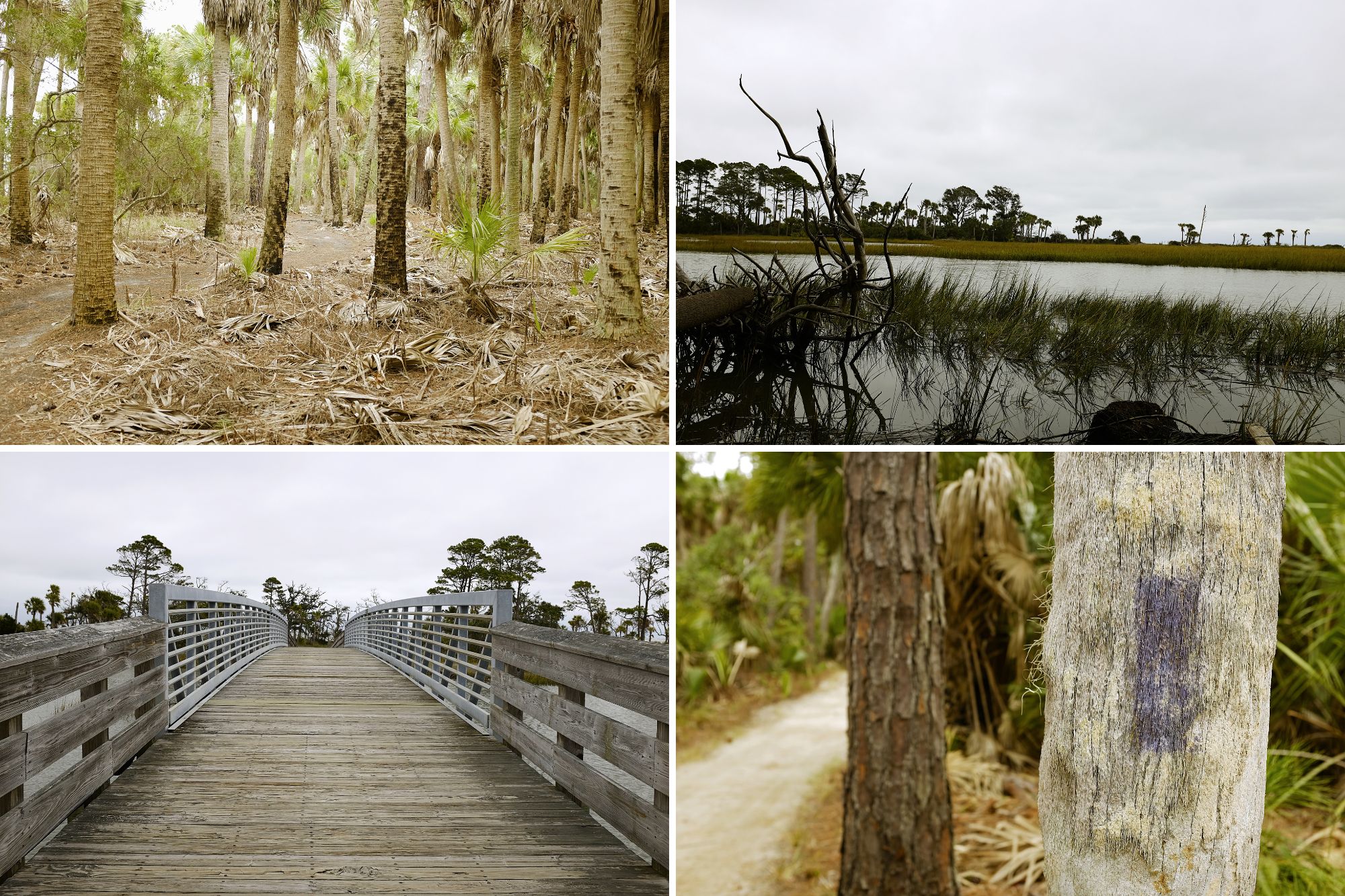 Collage of images from the trails at Hunting Island State Park