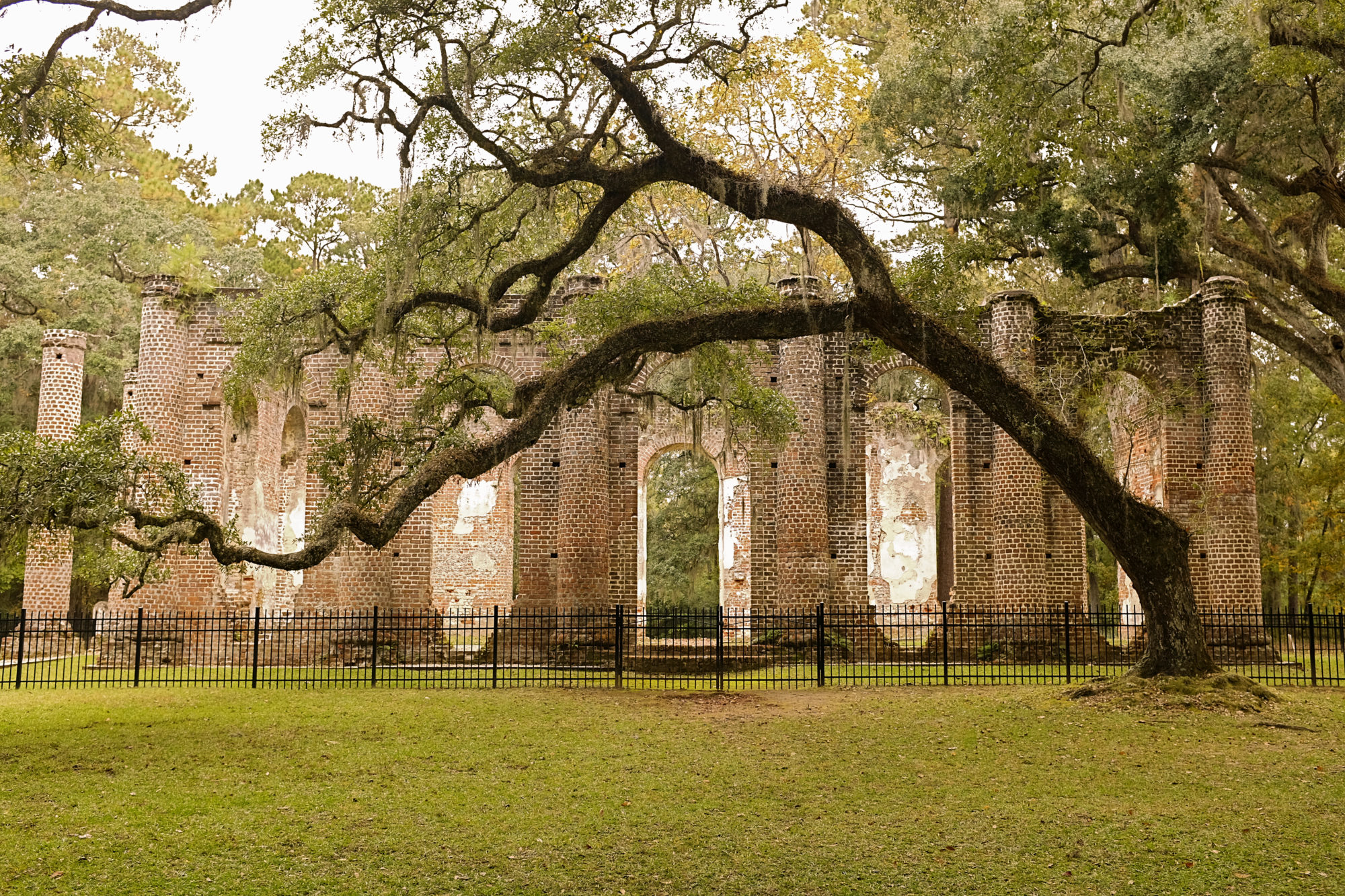 View of the Old Sheldon Church Ruins with a tree in the foreground