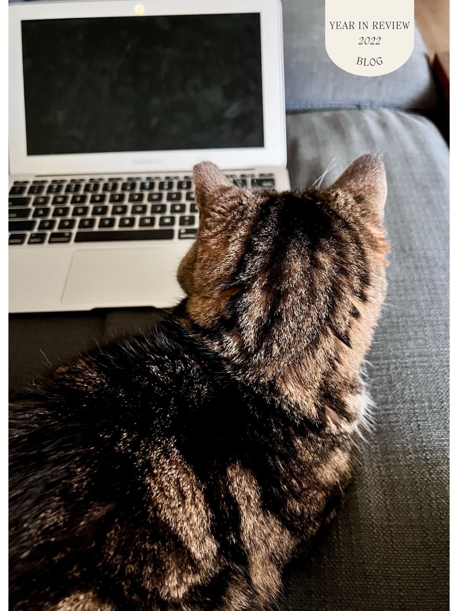 Meow sit in front of a computer