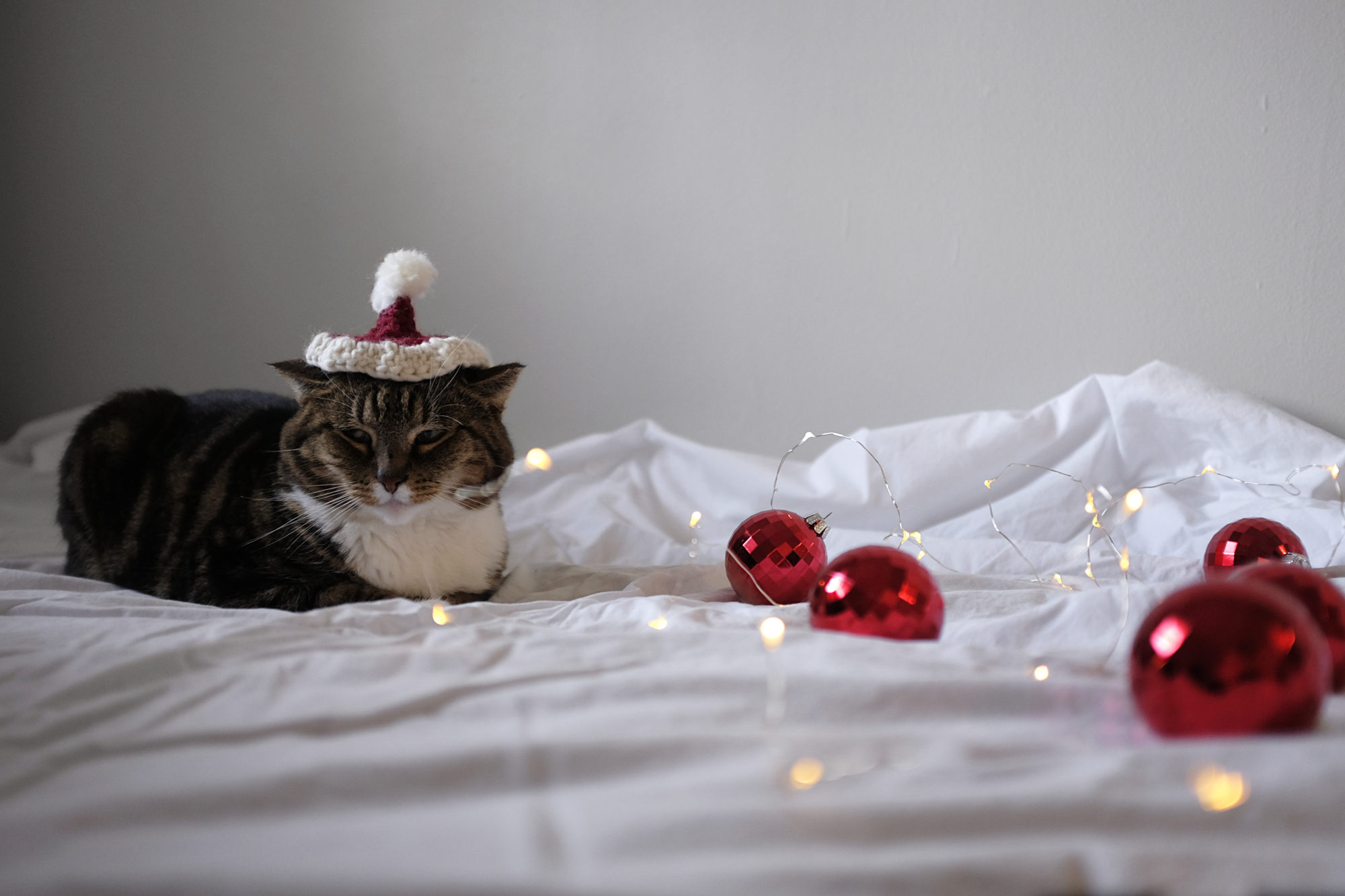 Meow sits on a sheet strewn with Christmas lights and ornaments, wearing a Santa hat. She looks very unamused