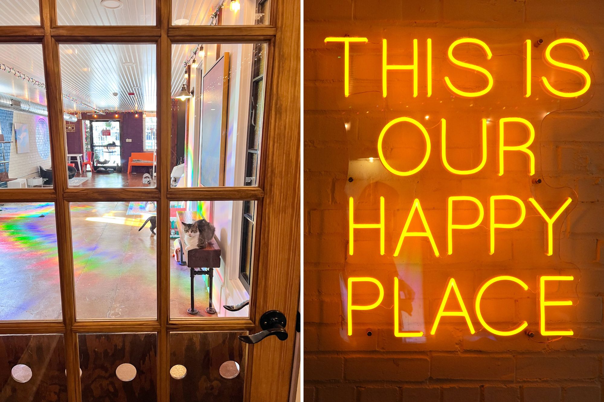 Two images: on the left is the cat room at Mac Tabby, and on the right is a neon sign that reads "This is our happy place'