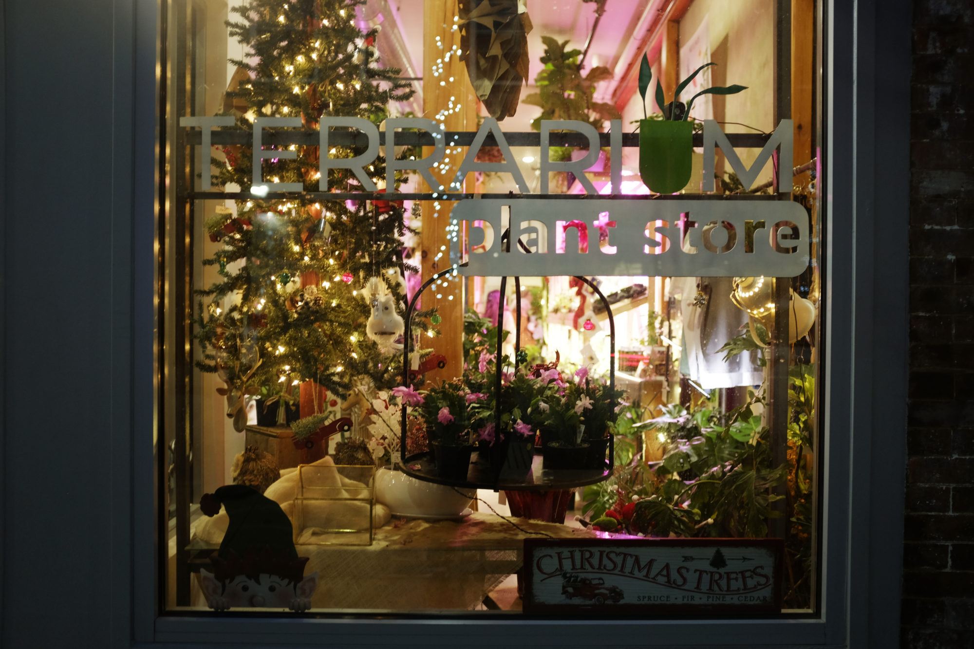 Display window of Terrarium Plant Store