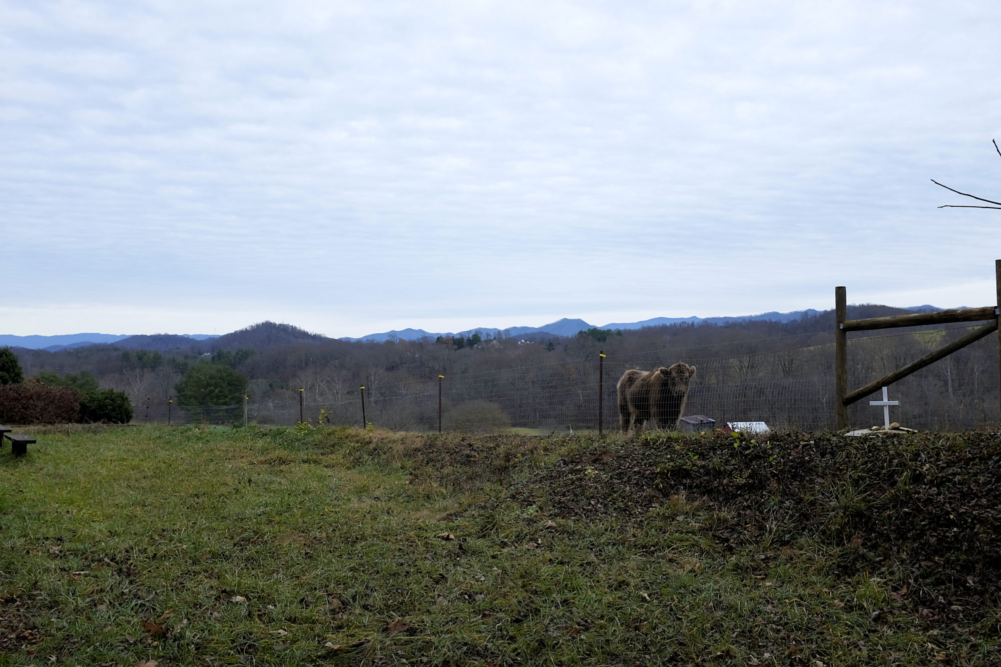 A bovine along the side of the Tweetsie Trail