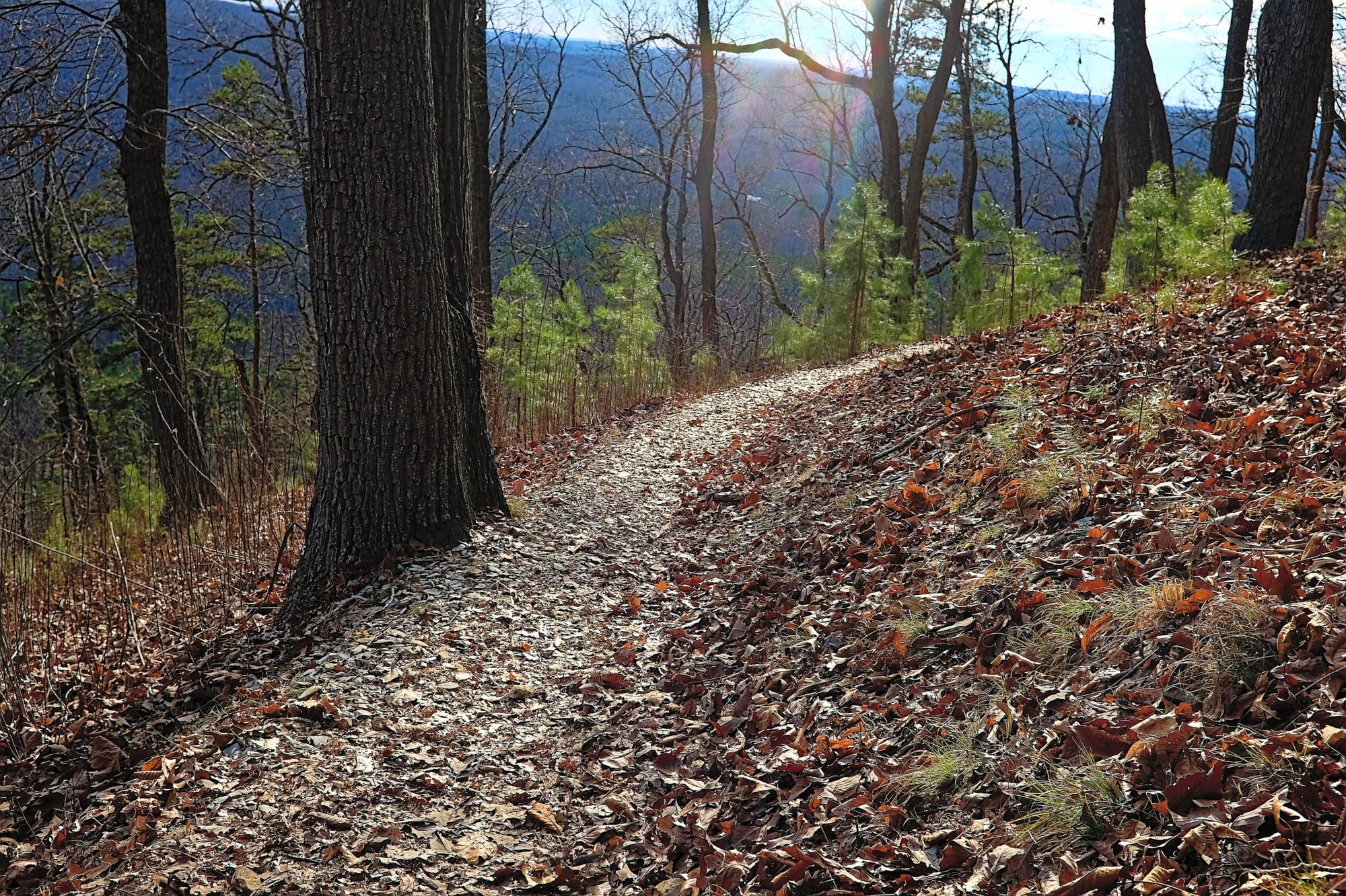 Light pours through the trees at Morrow Mountain State Park