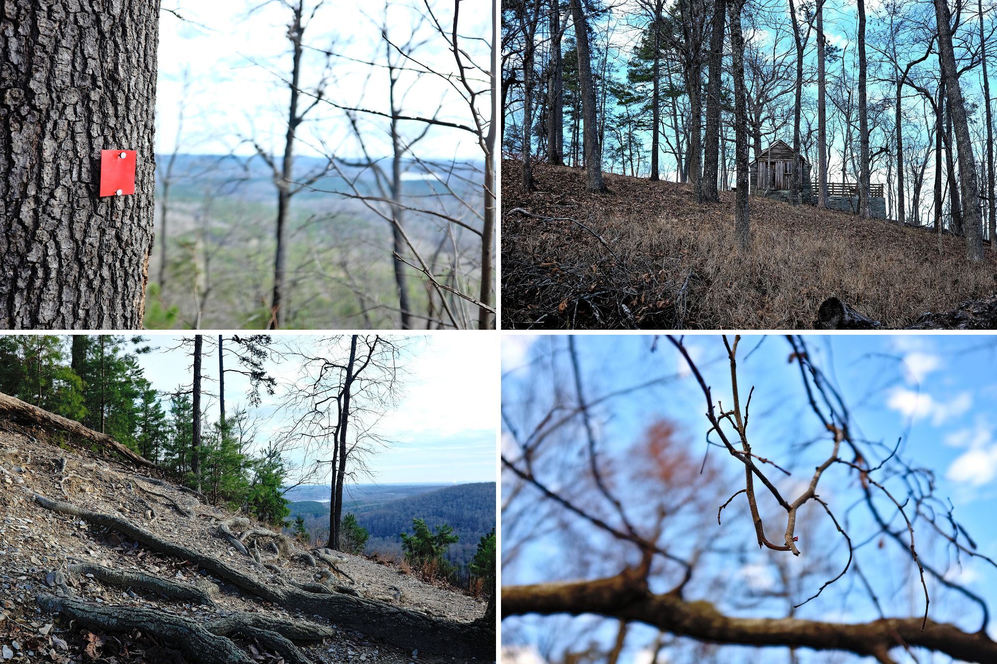 Collage of trees, branches, and roots at Morrow Mountain State Park