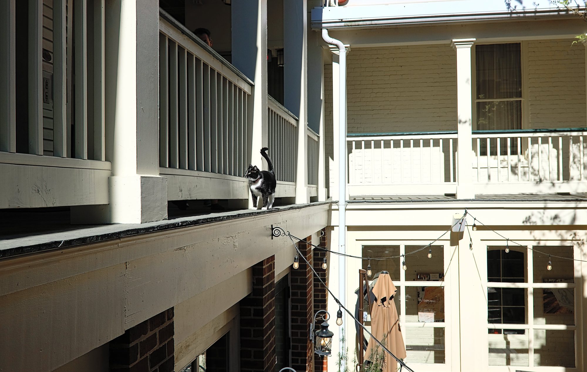 A cat walks along a banister at Linden Row Inn