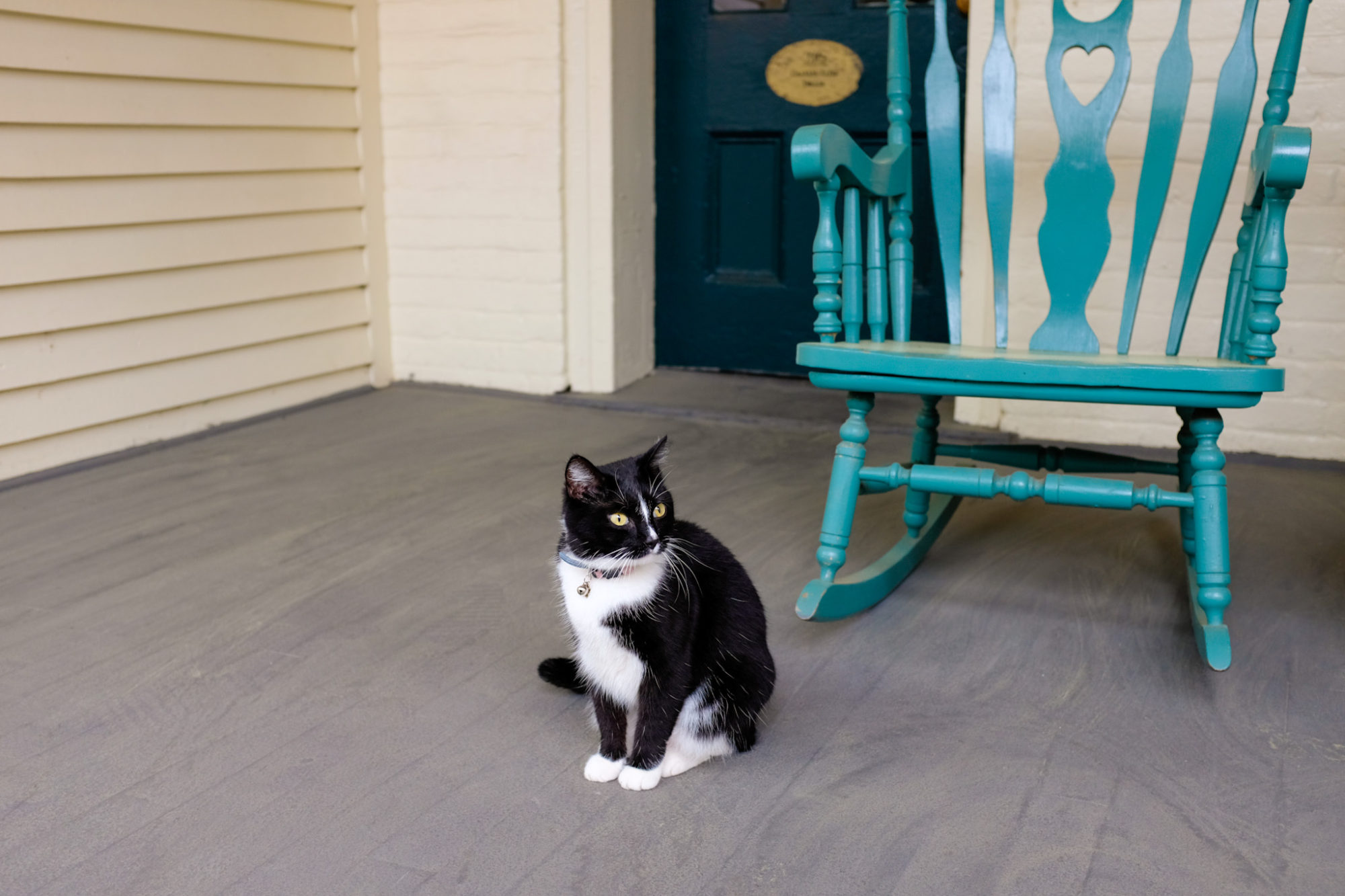 Annabelle the cat sits in front of a rocking chair