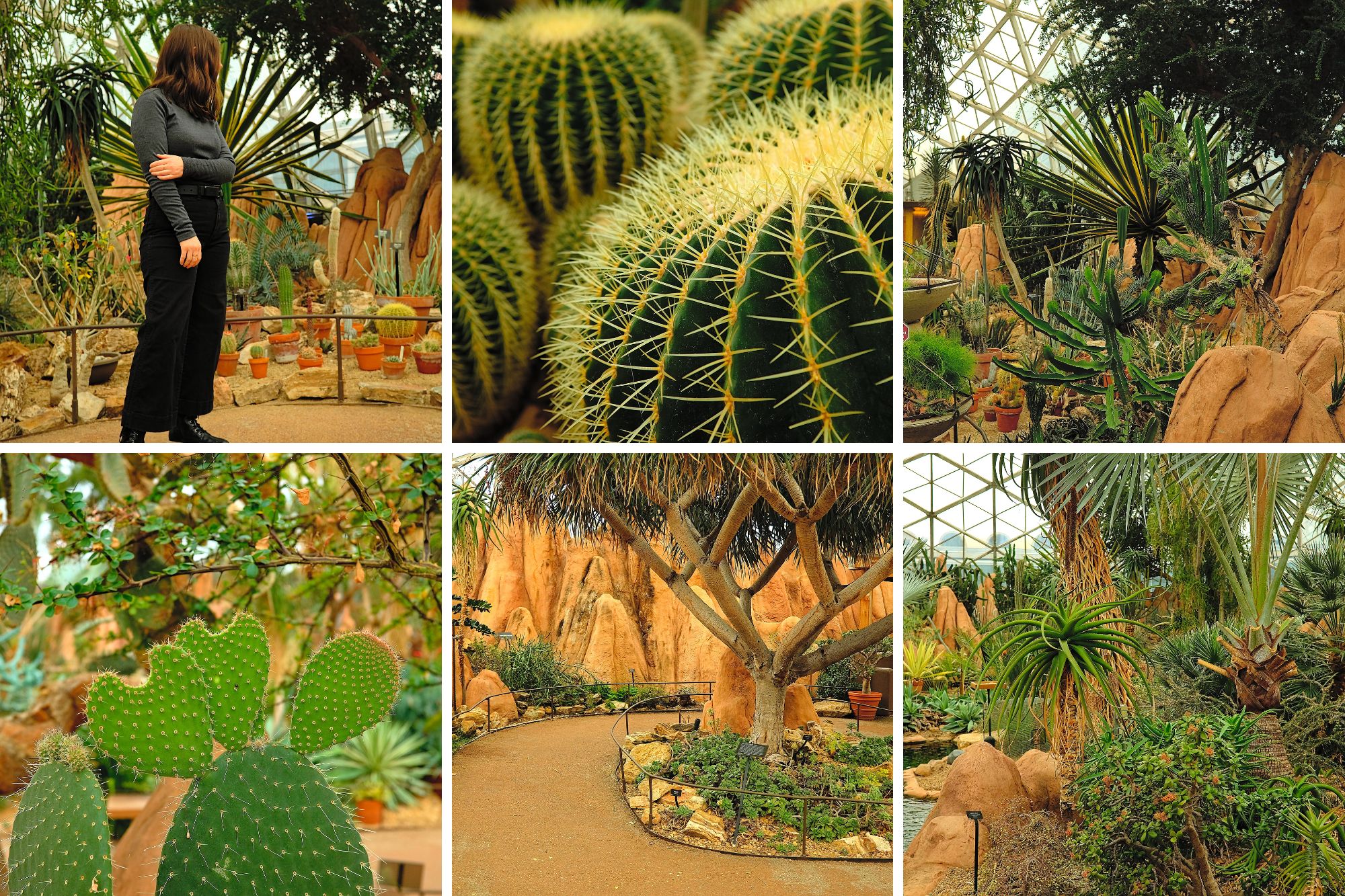 Scenes inside the Mitchell Park Desert Dome