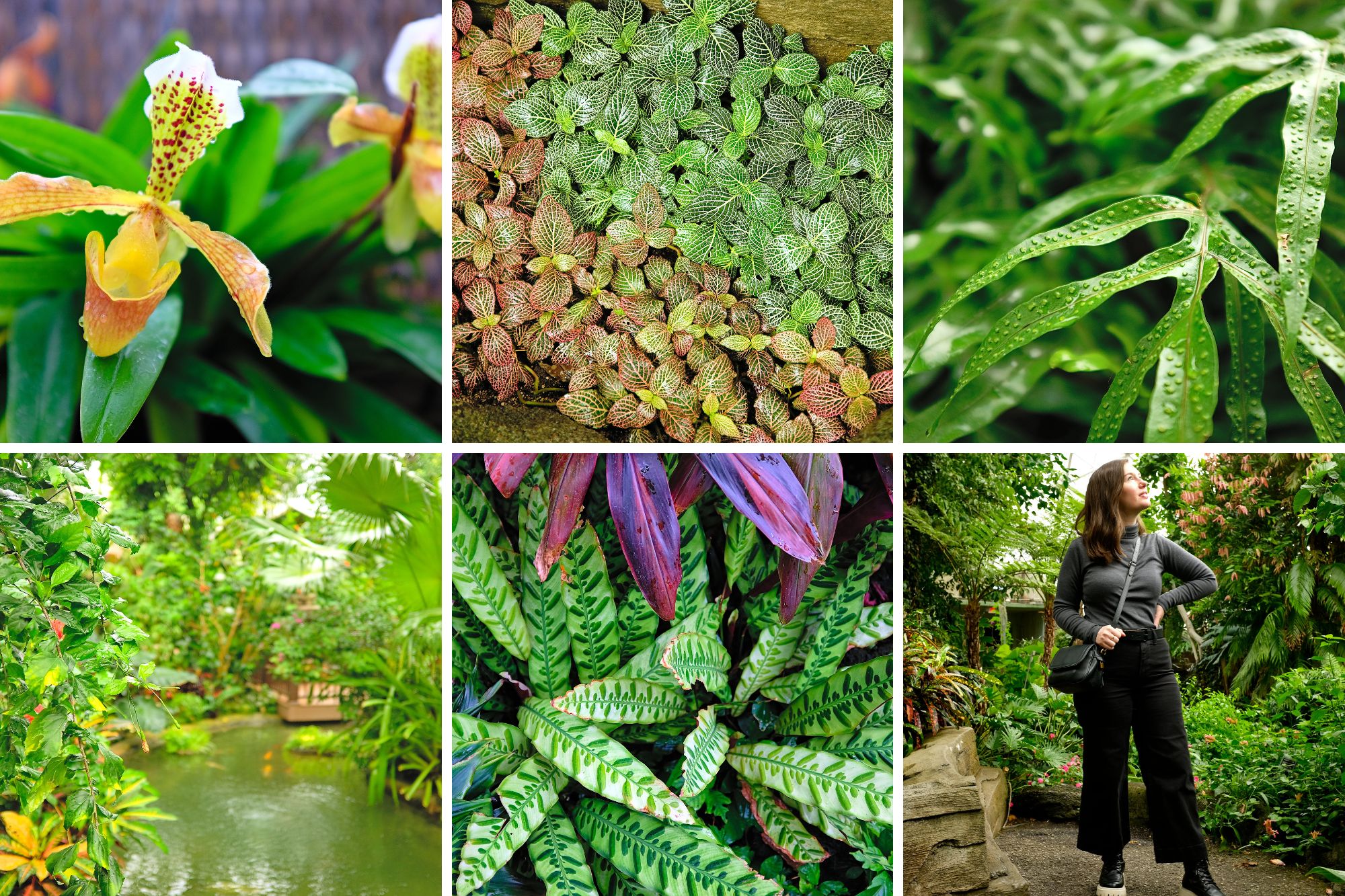 Plants and scenes in the Tropical Dome