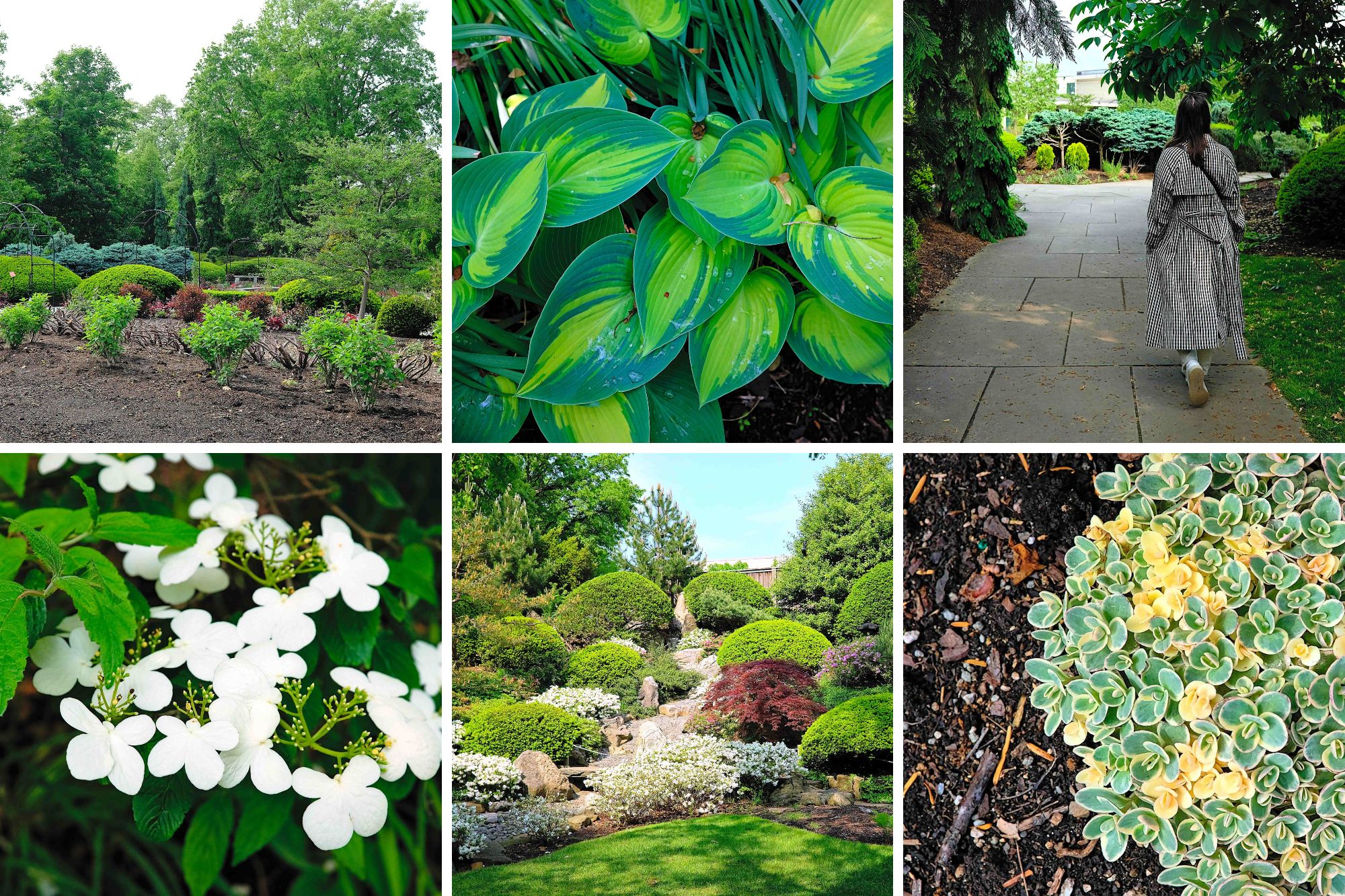 A collage of images taken in the botanical gardens