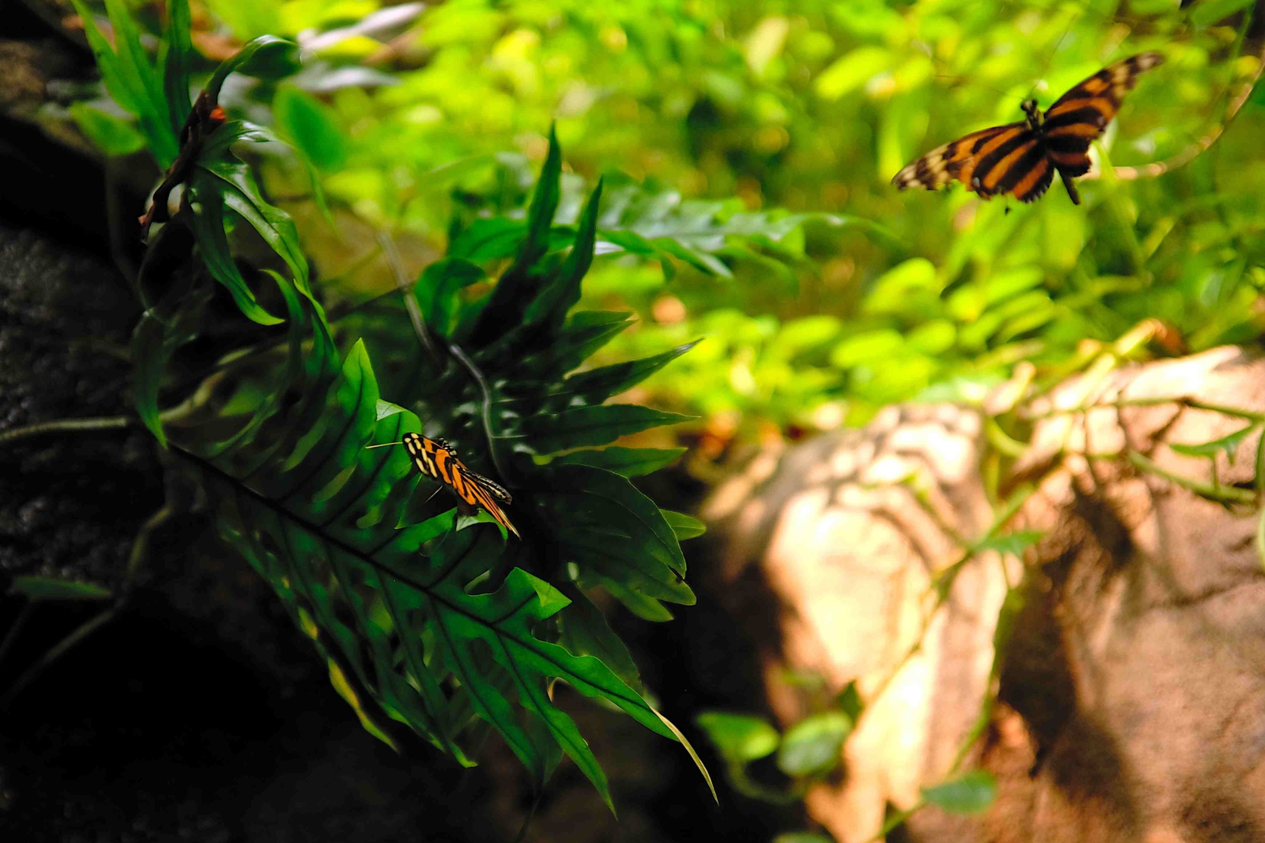 A butterfly in the Costa Rica Glasshouse