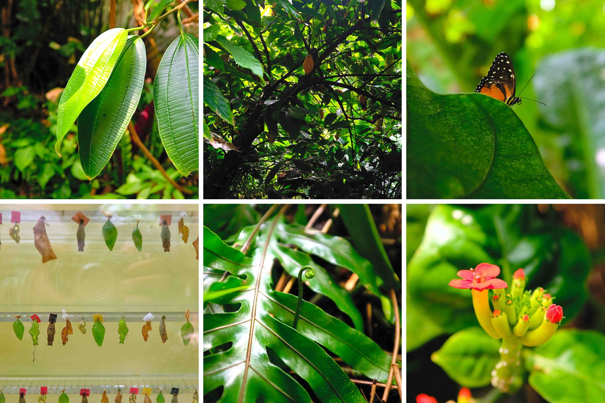 Six images of the Costa Rica Glasshouse