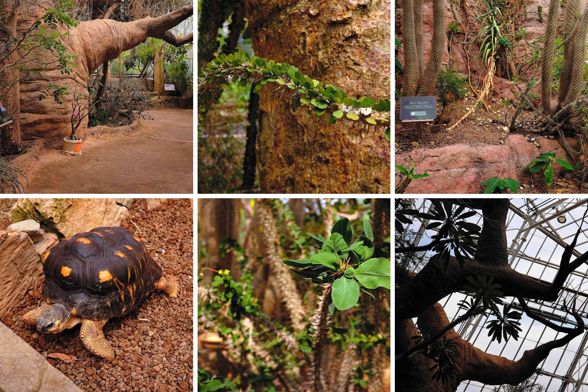 Six images taken in the Madagascar Glasshouse