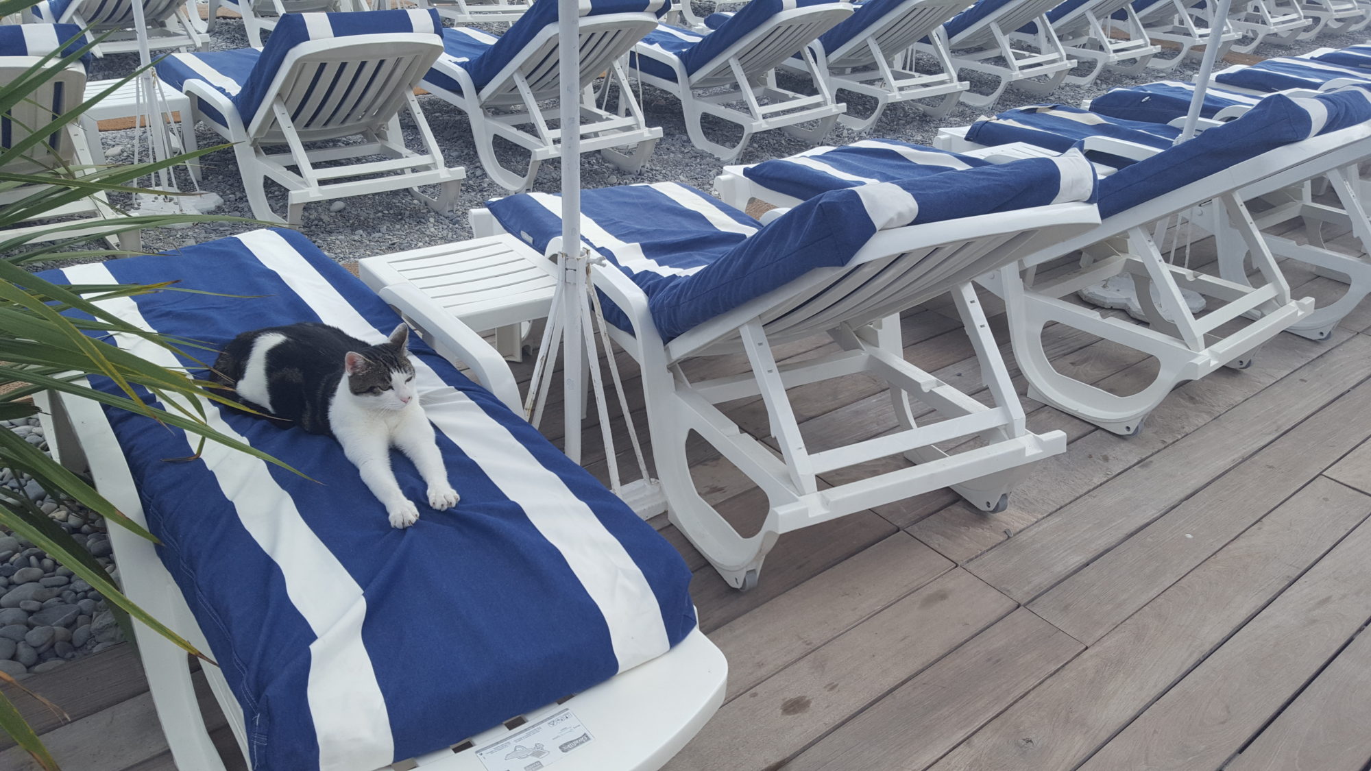 A cat on a lounge chair in France
