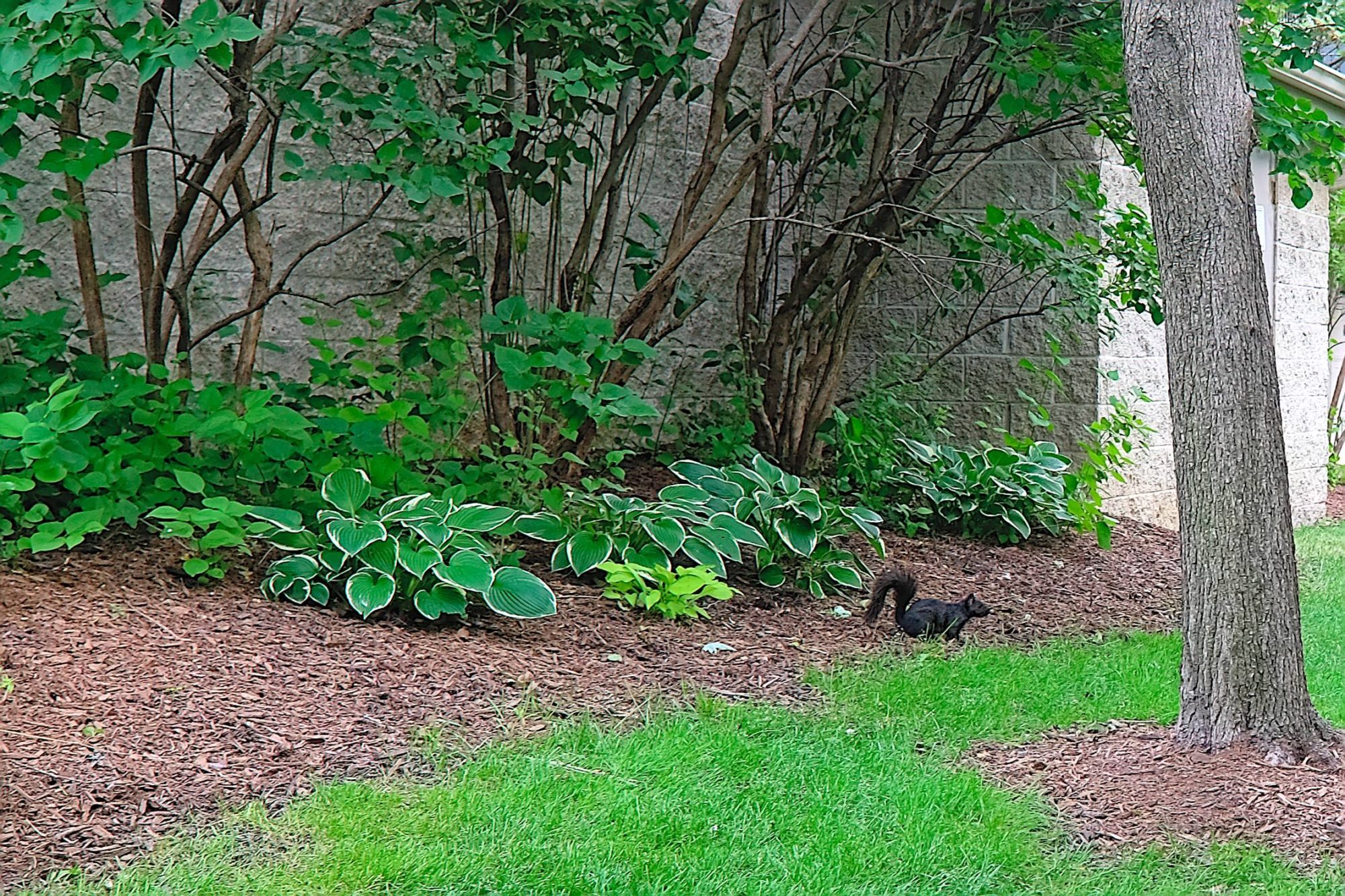 A large black squirrel in Detroit