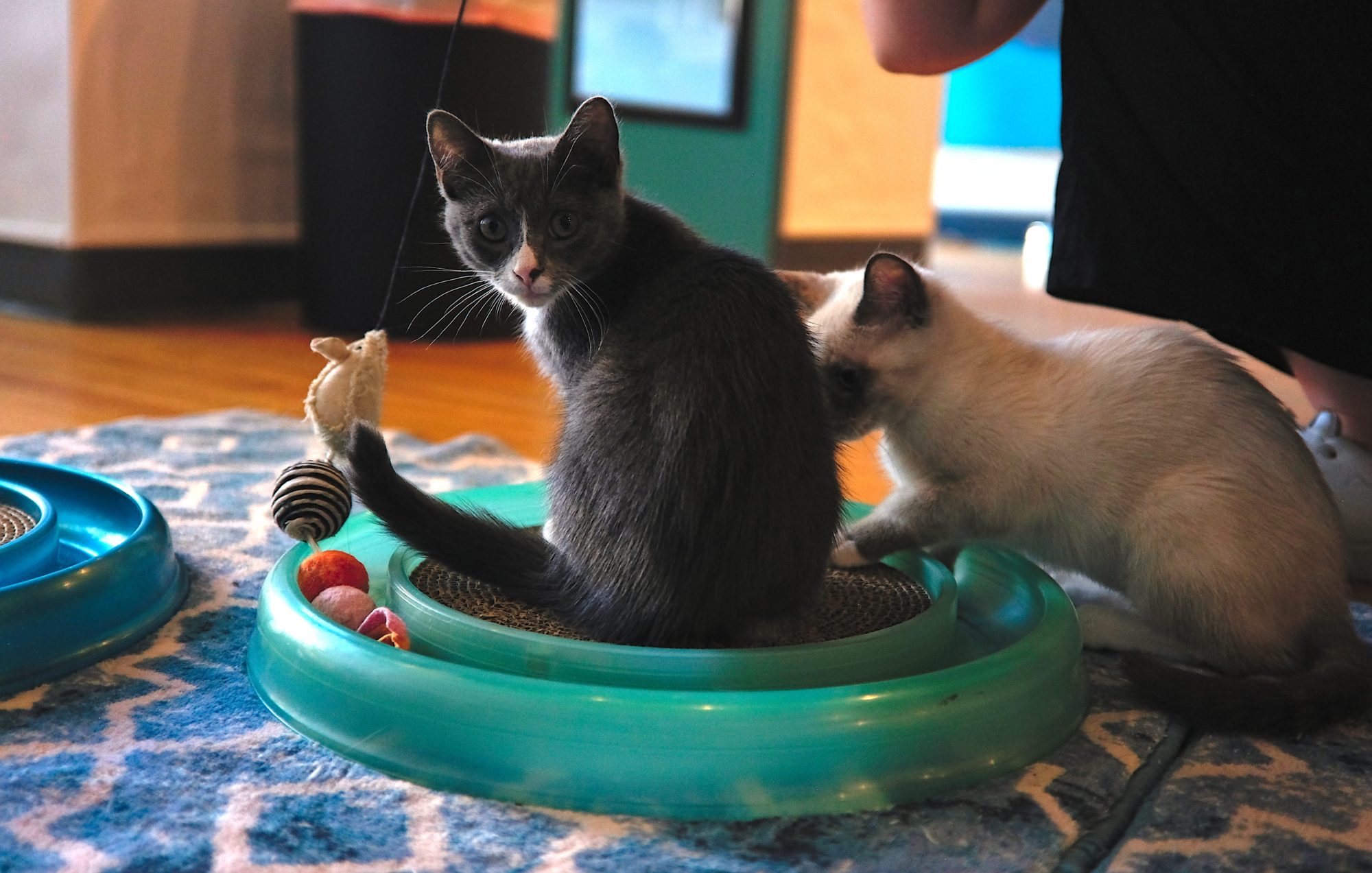 Cats at a cat cafe in Greensboro