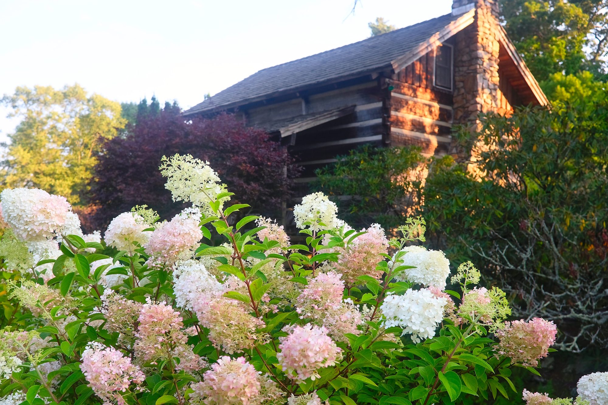 Exterior of the cabin with hydrangeas in the foreground