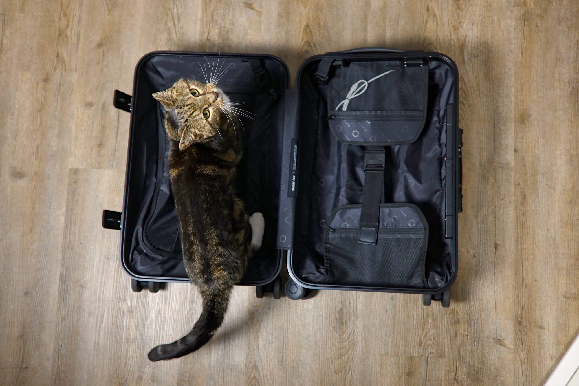 Meow stands in the Solgaard Carry-On Closet