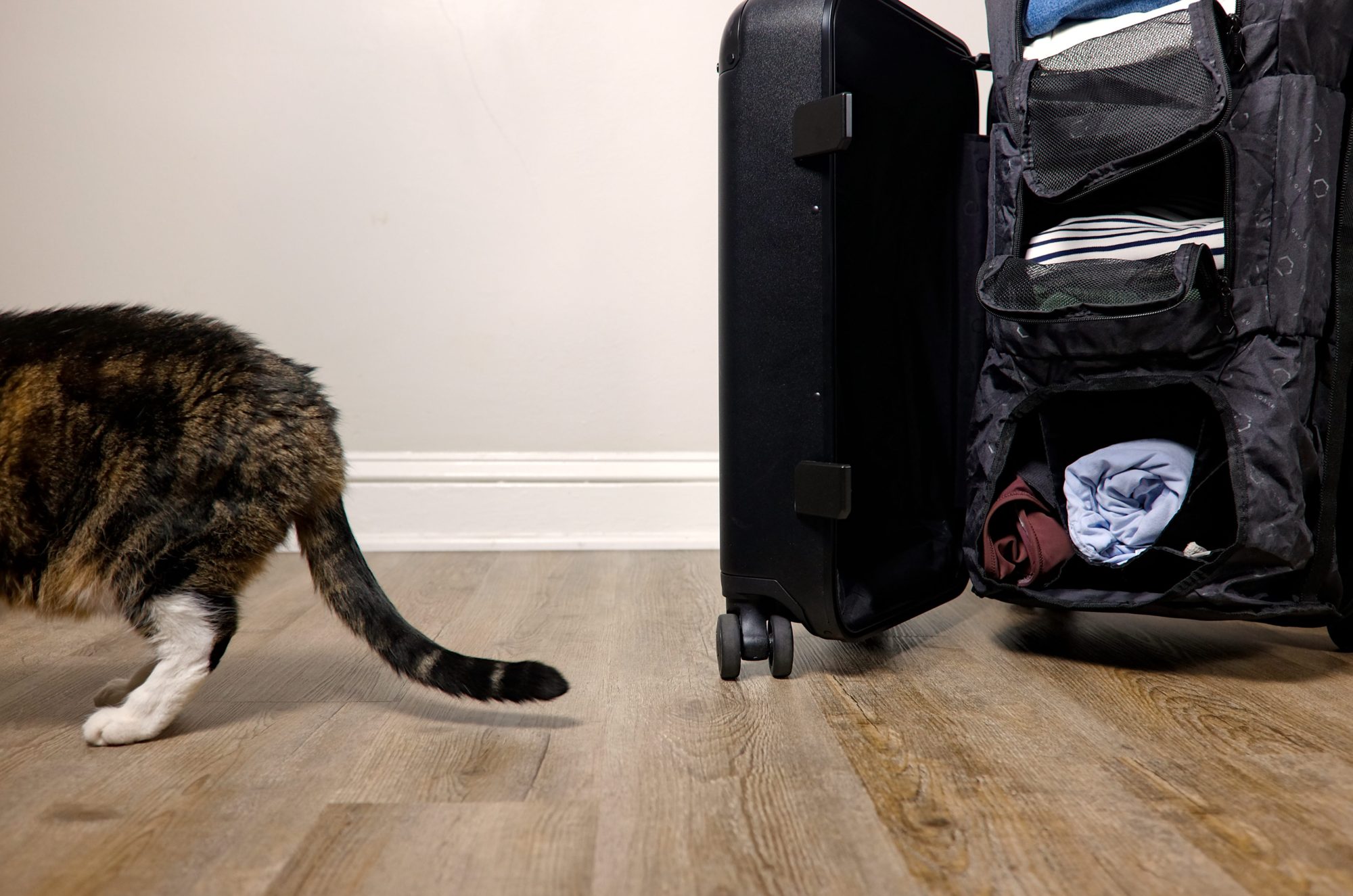 Meow walks past the Carry-On Closet