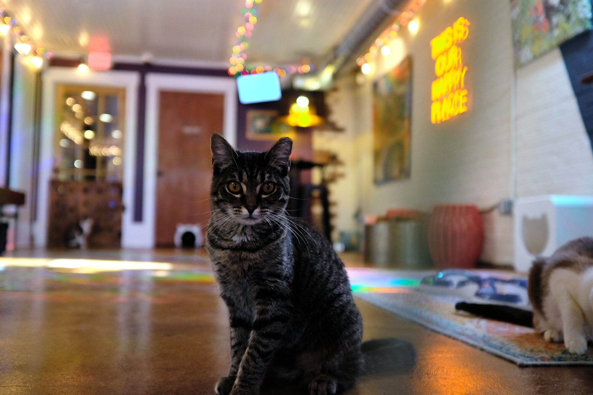 A cat looks at the camera in Mac Tabby Cat Cafe