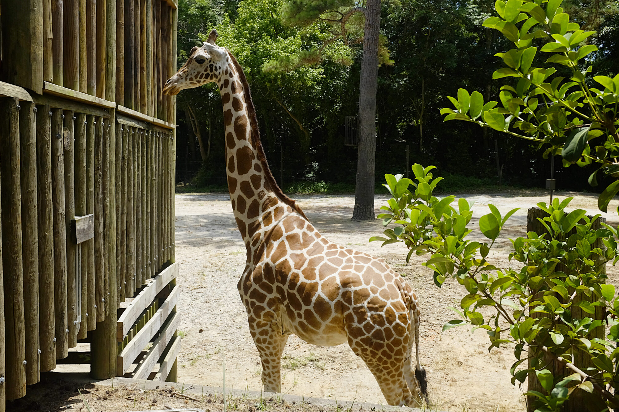 A giraffe at the Riverbanks Zoo & Garden