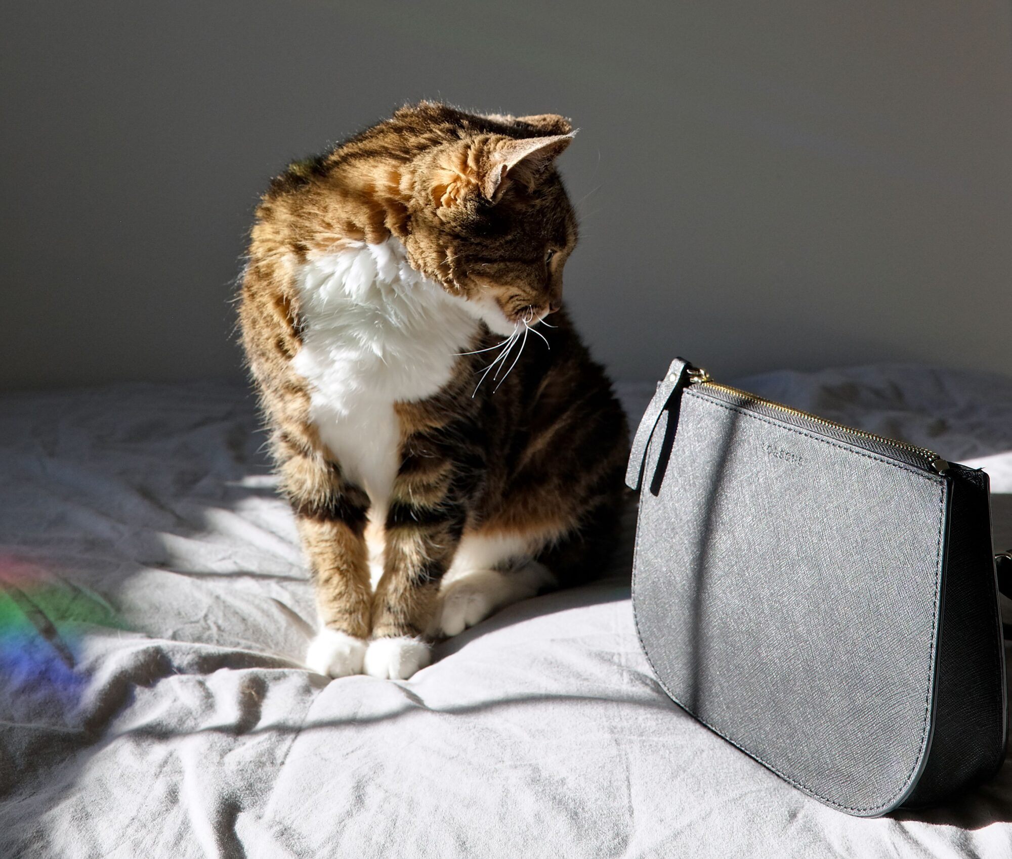 A tabby cat looks at the Waverley 2 Bag