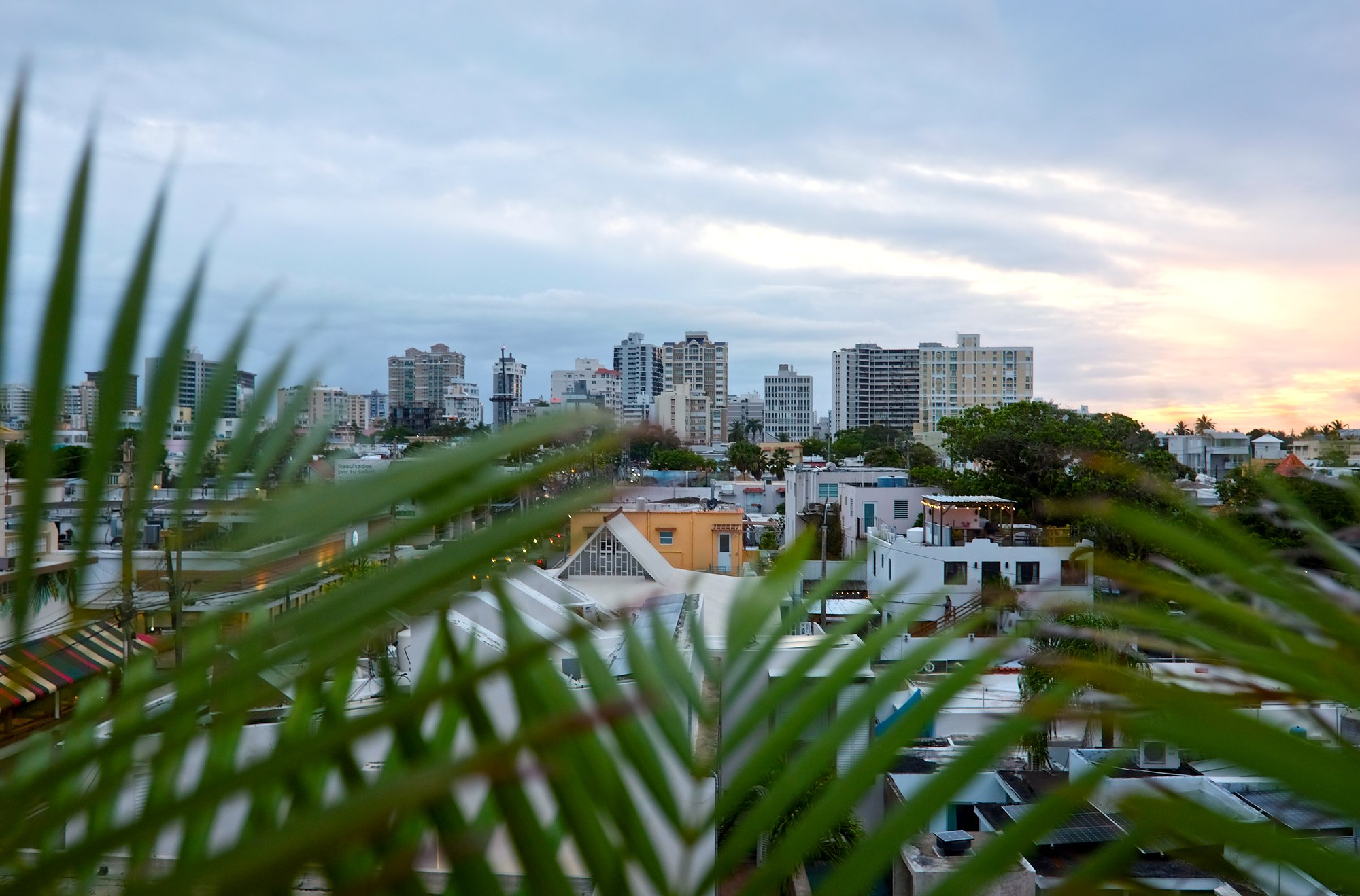 View through palm fronds on the Dream Inn roof