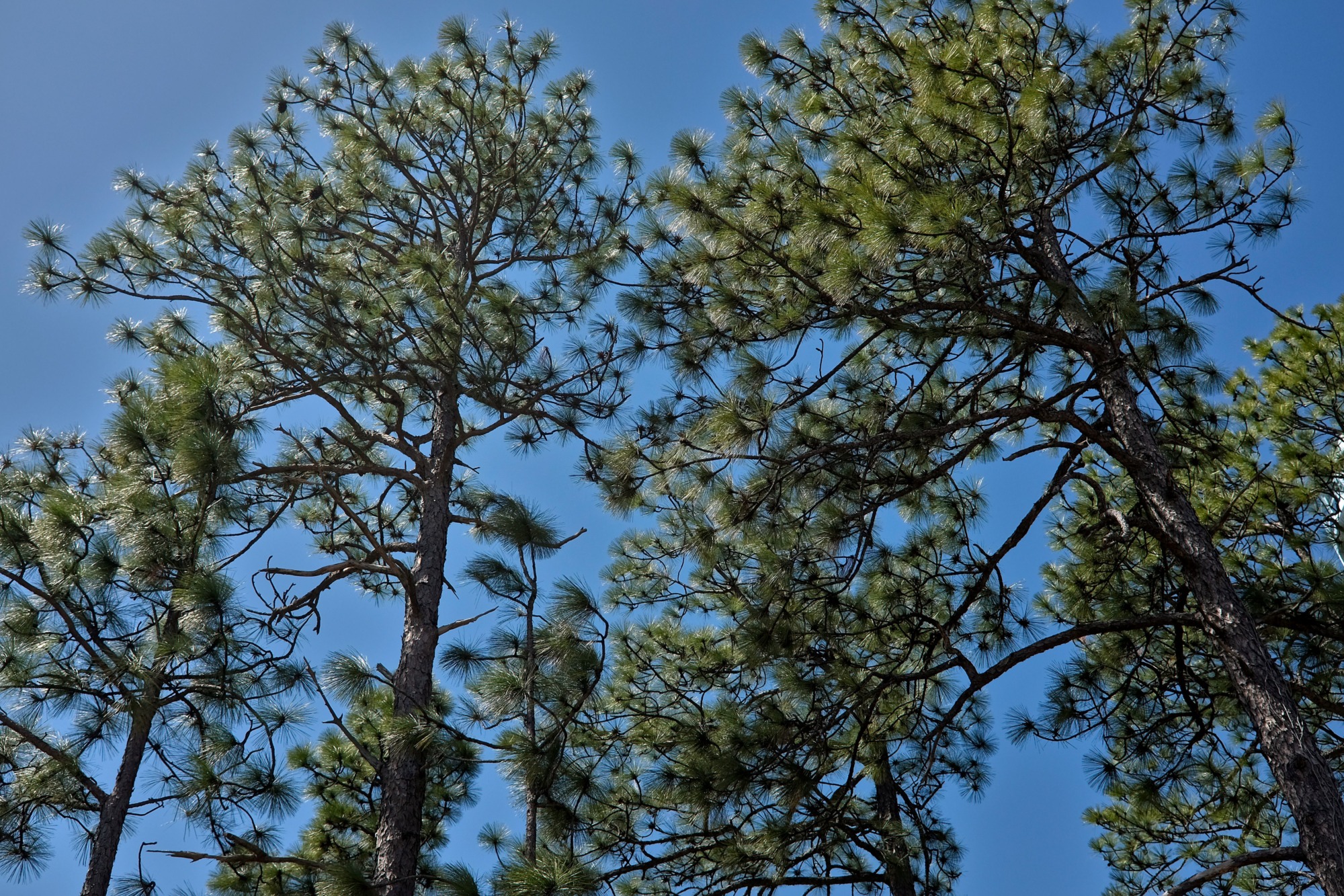 Pine trees against a blue sky