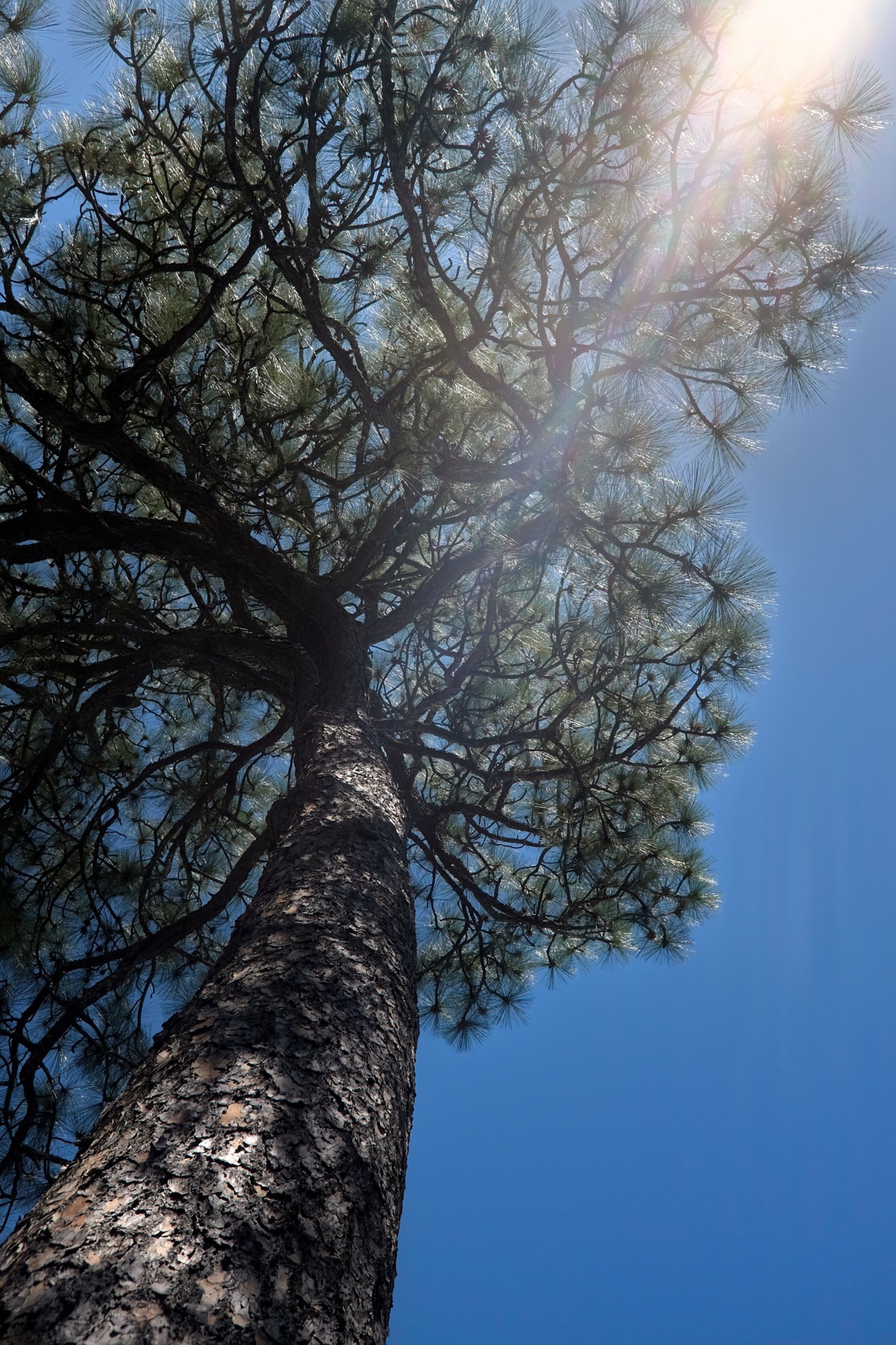 A pine tree in Southern Pines