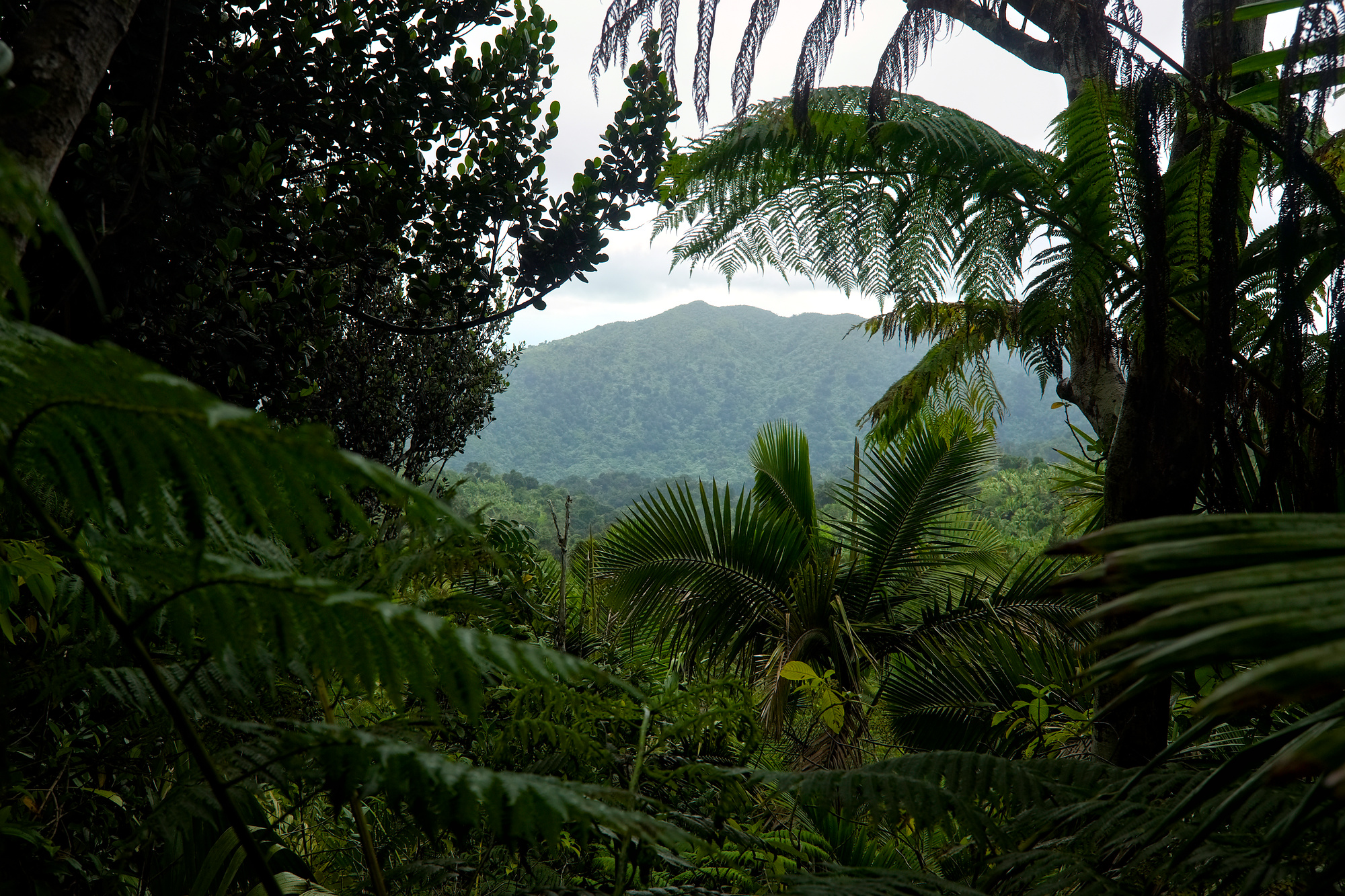 A mountain is seen through the trees at El Yunque