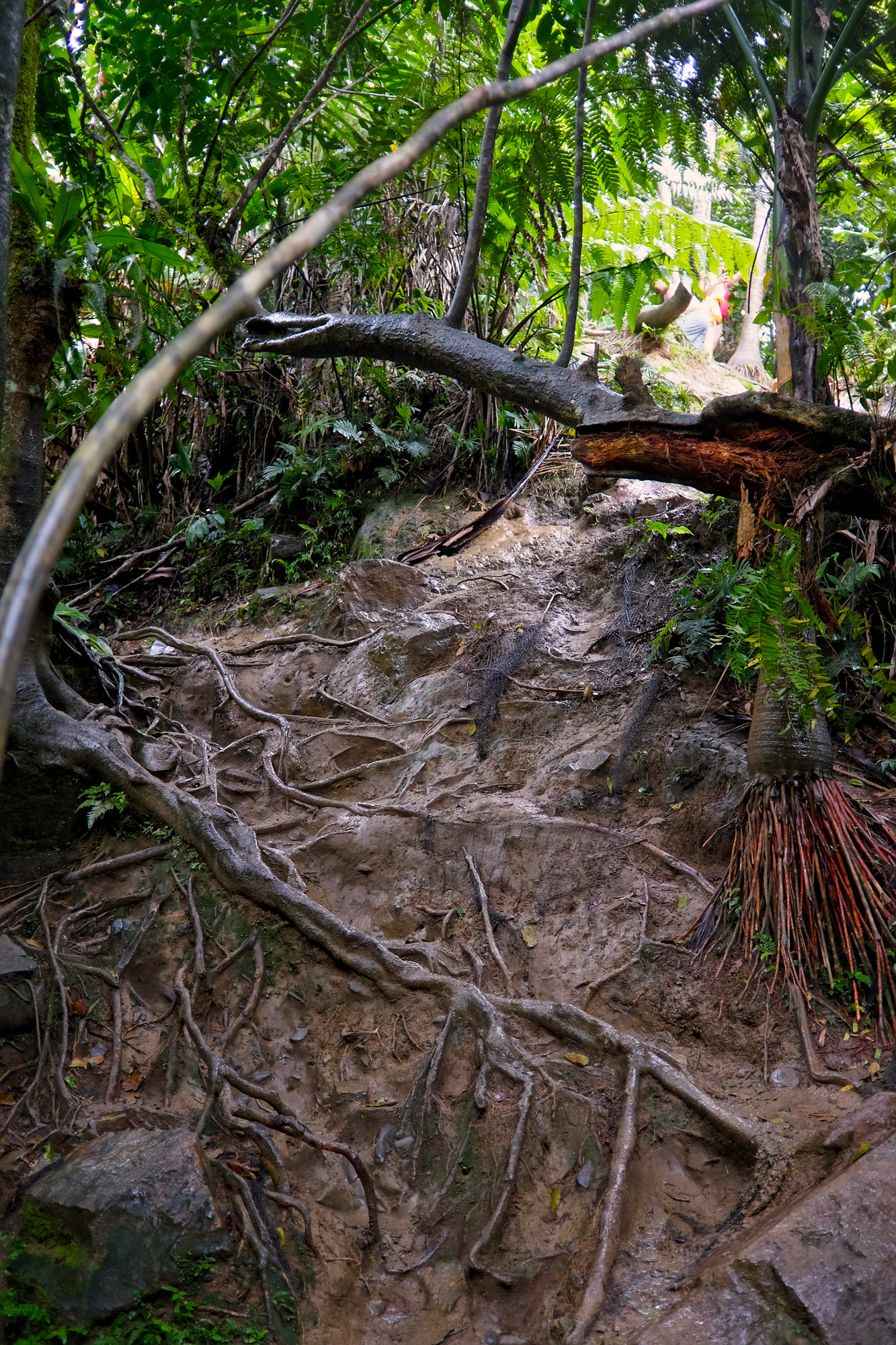 A steep trail in El Yunque