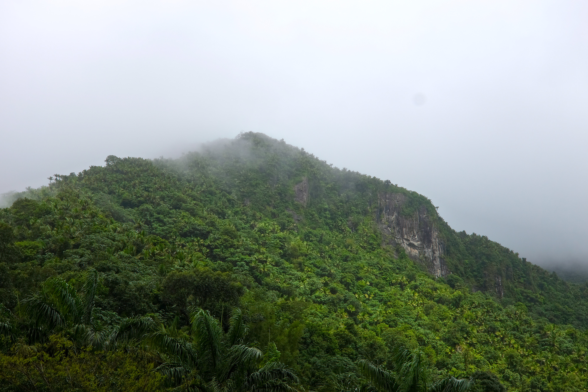 A rock face in El Yunque