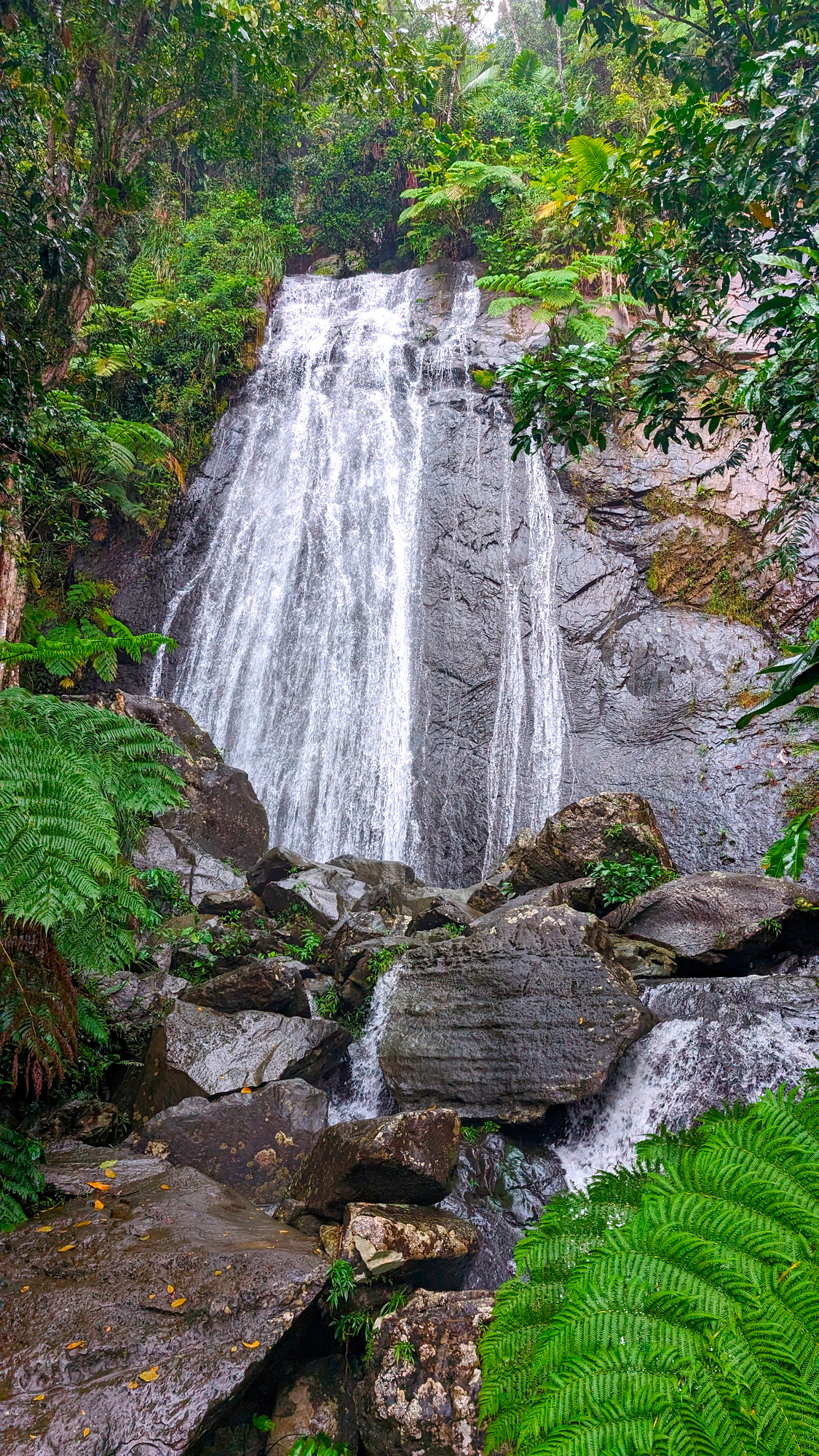 La Coca Falls in El Yunque