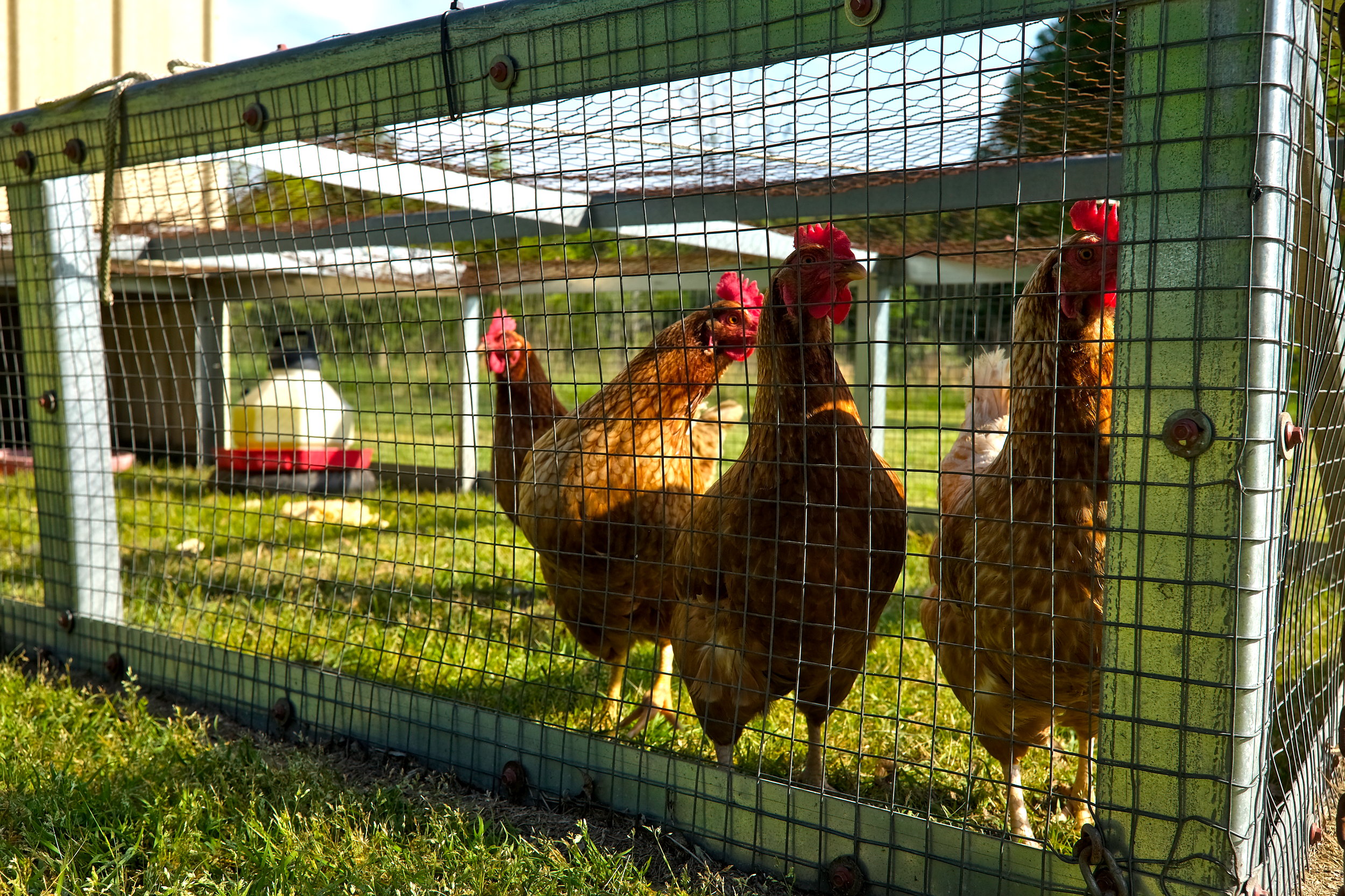 Chickens outside at Sharon Manor