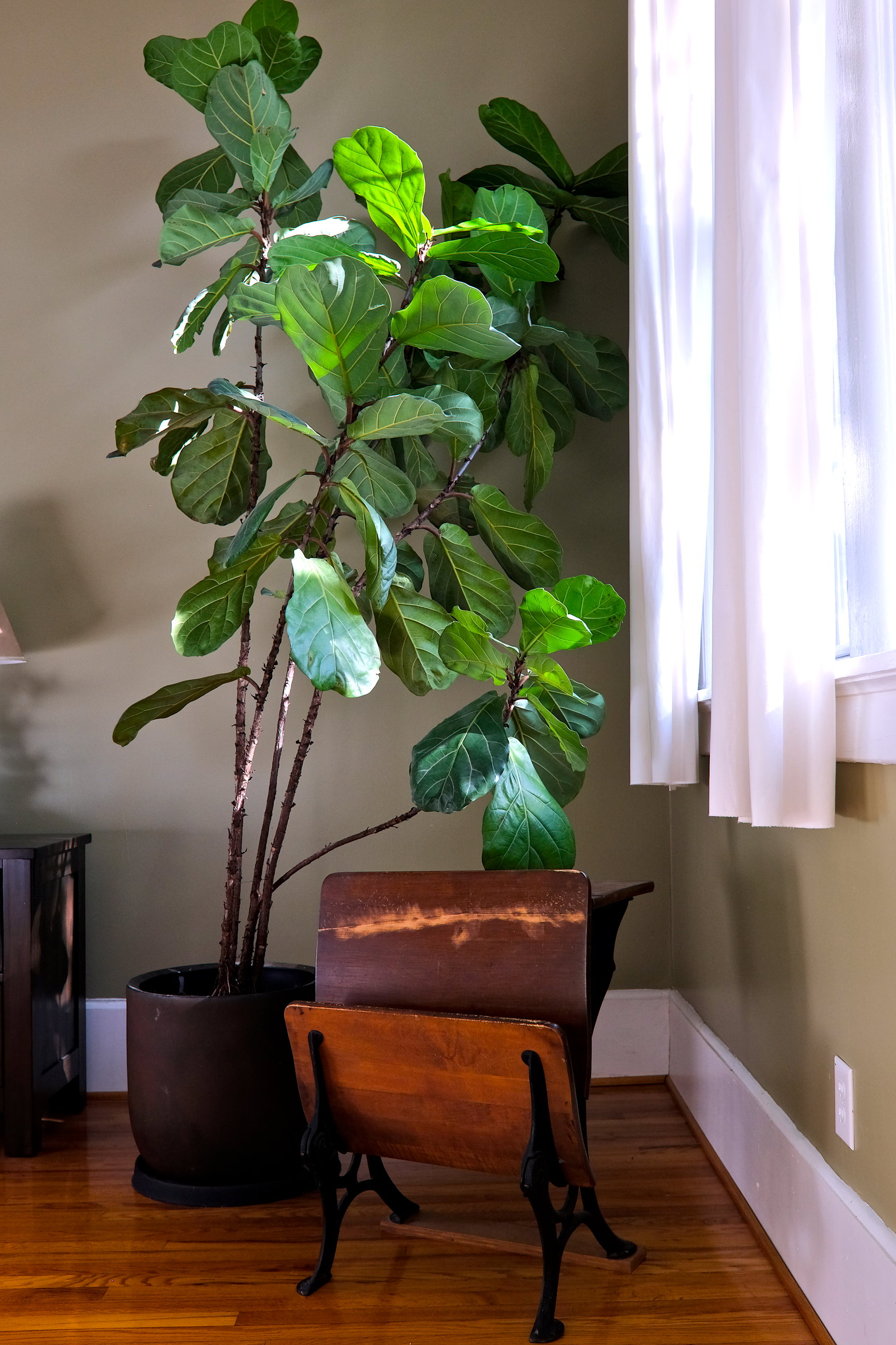 An old school desk in a hotel room with a fiddle leaf fig
