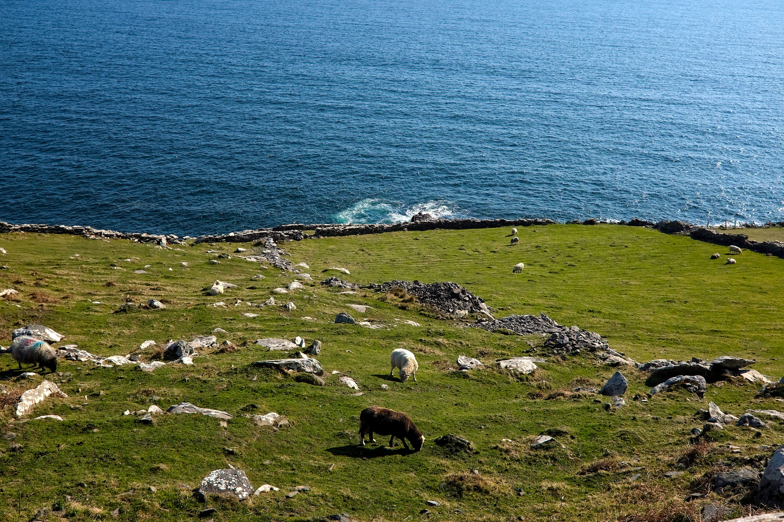 Group of sheep grazing on a steep, rocky hillside in Dingle, with the deep blue Atlantic Ocean stretching out just behind them and a brisk coastal breeze in the air.