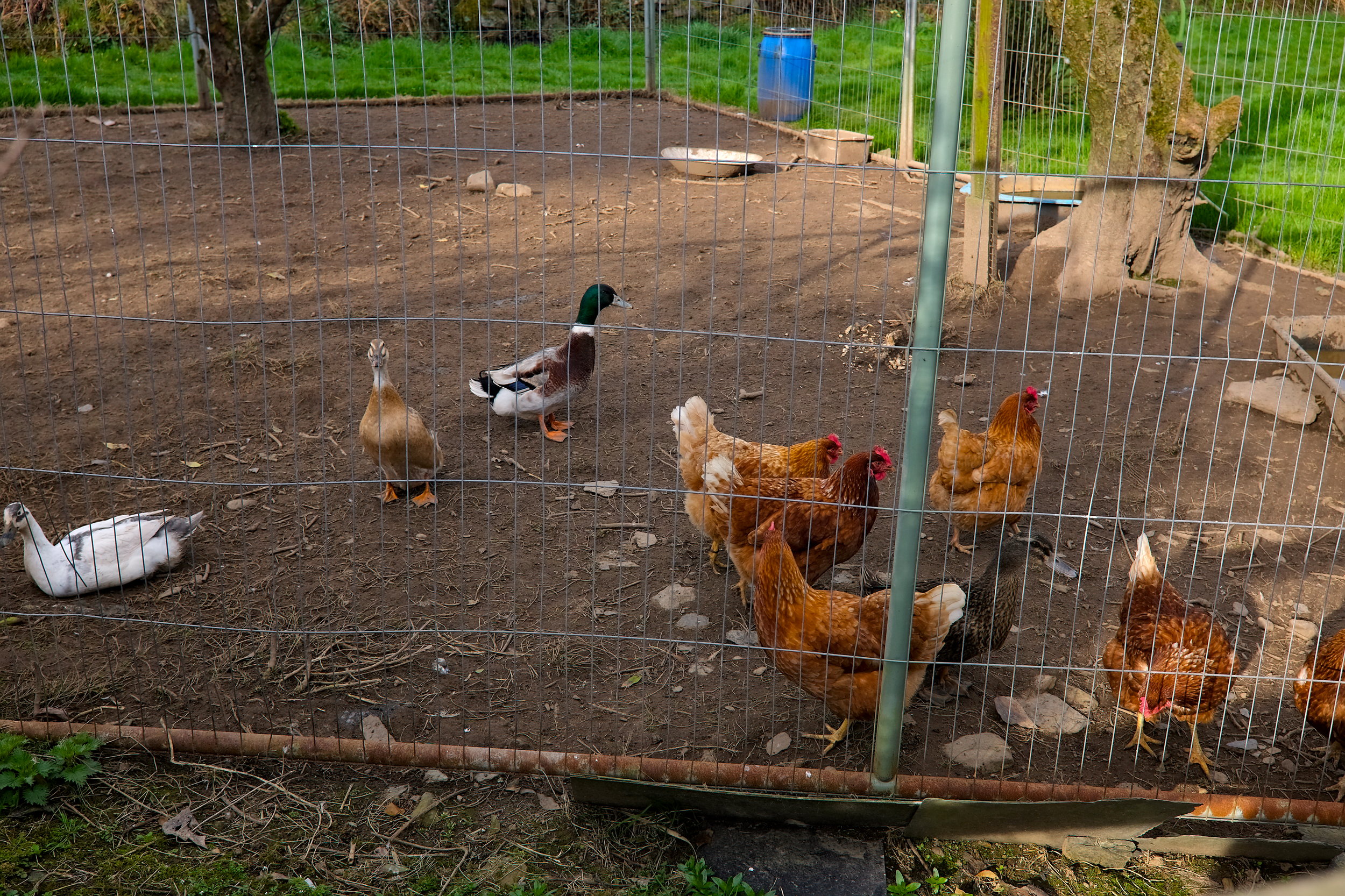 Chickens and ducks at the Airbnb