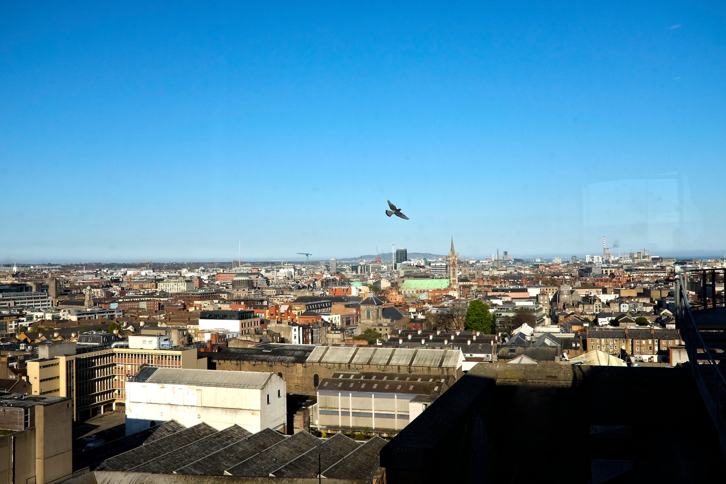 A bird flies over Dublin, as seen from the Guinness Storehouse