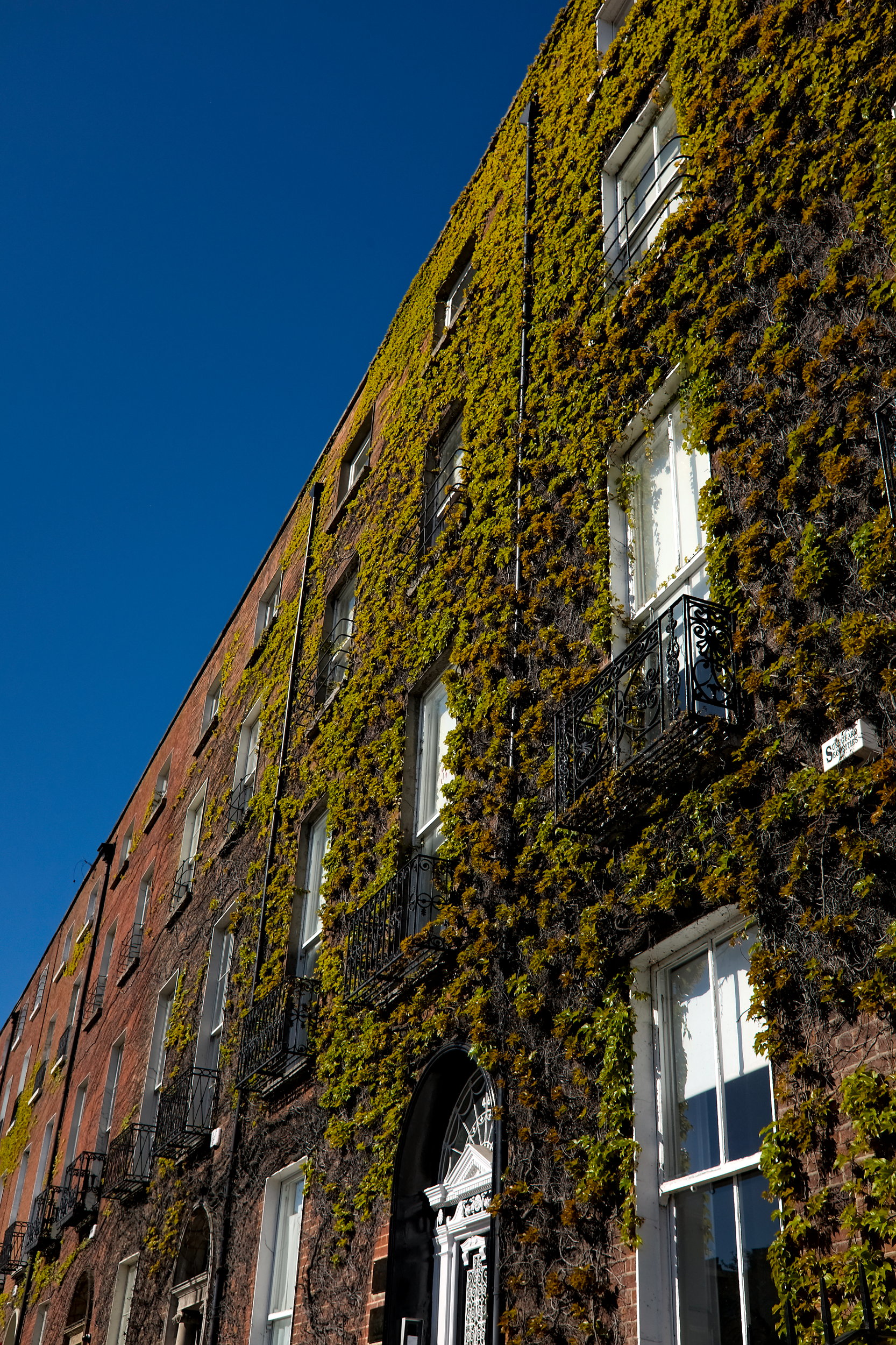 An ivy-covered building in Dublin